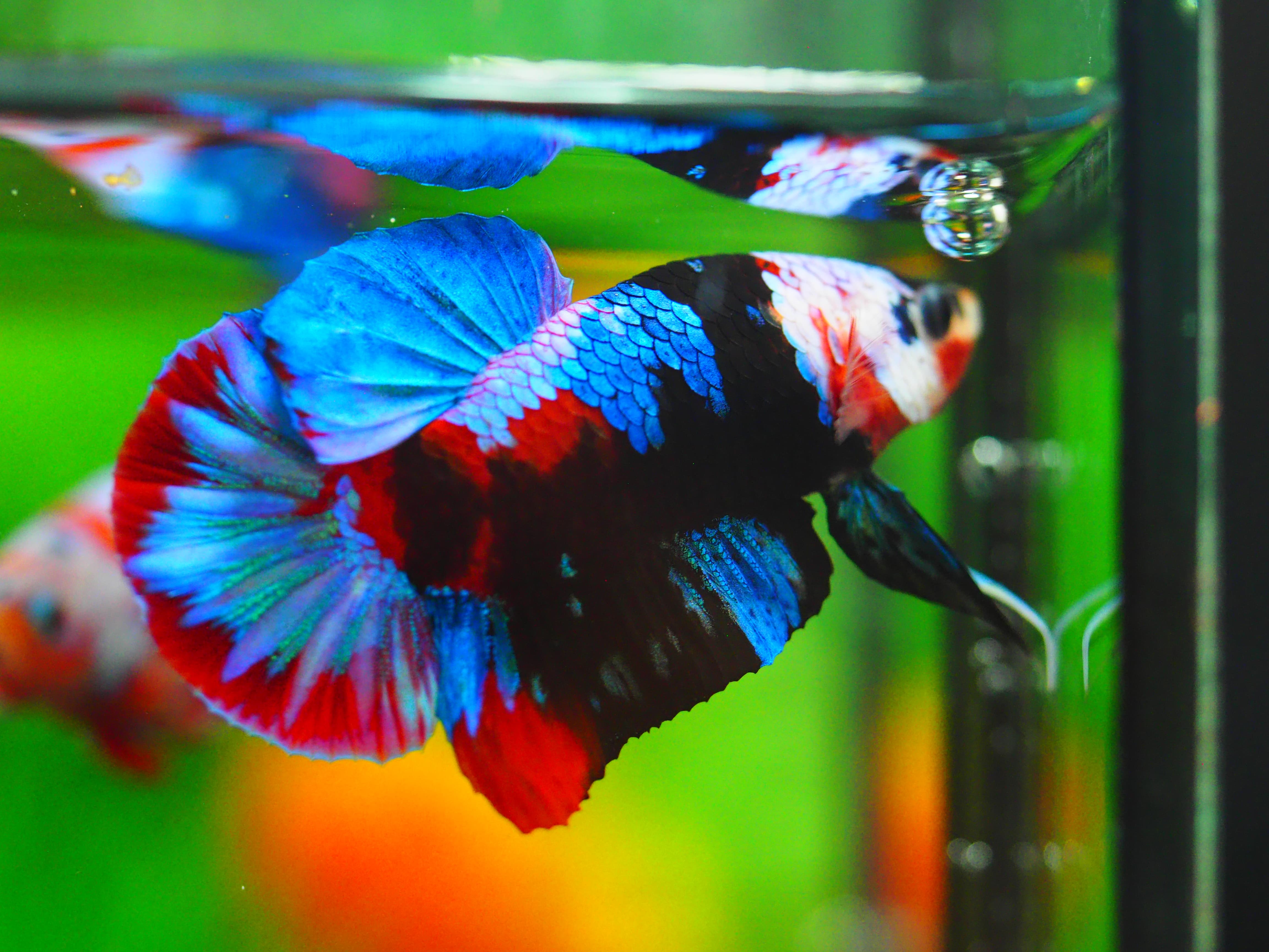 HMPK KOI GALAXY MALE GRADE A++