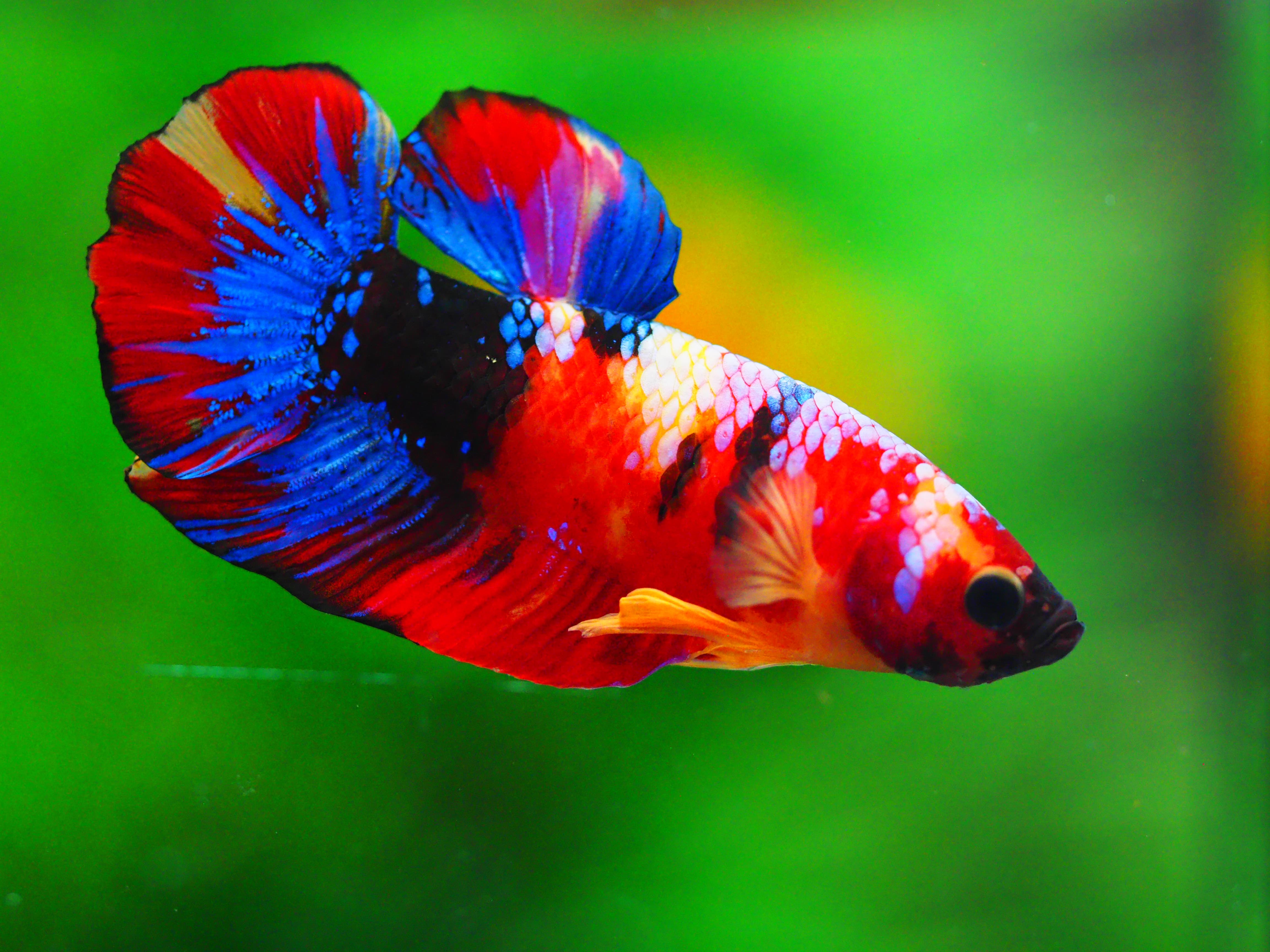 HMPK NEMO GALAXY MALE GRADE A +++