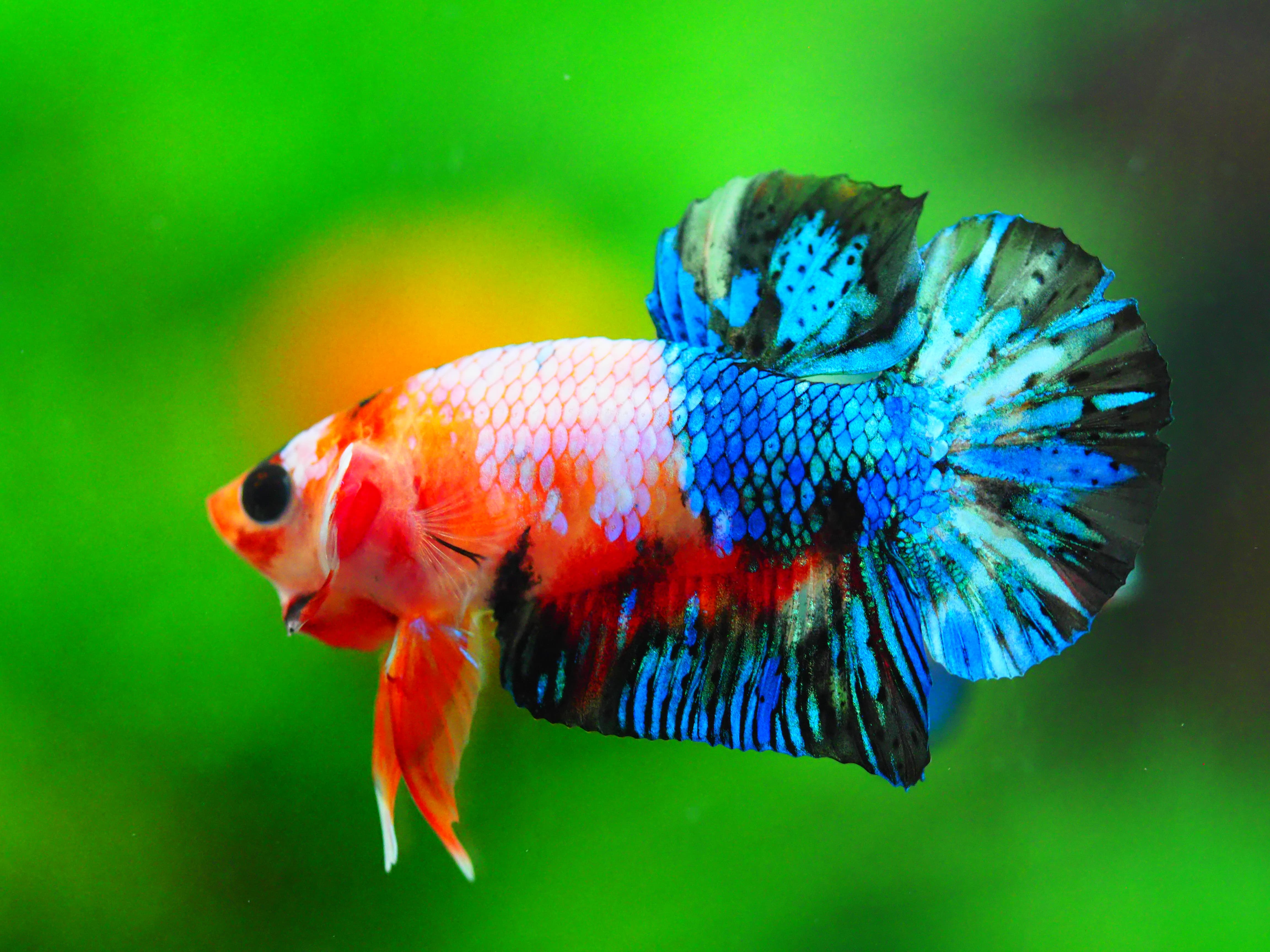 HMPK KOI GALAXY MALE GRADE A +++