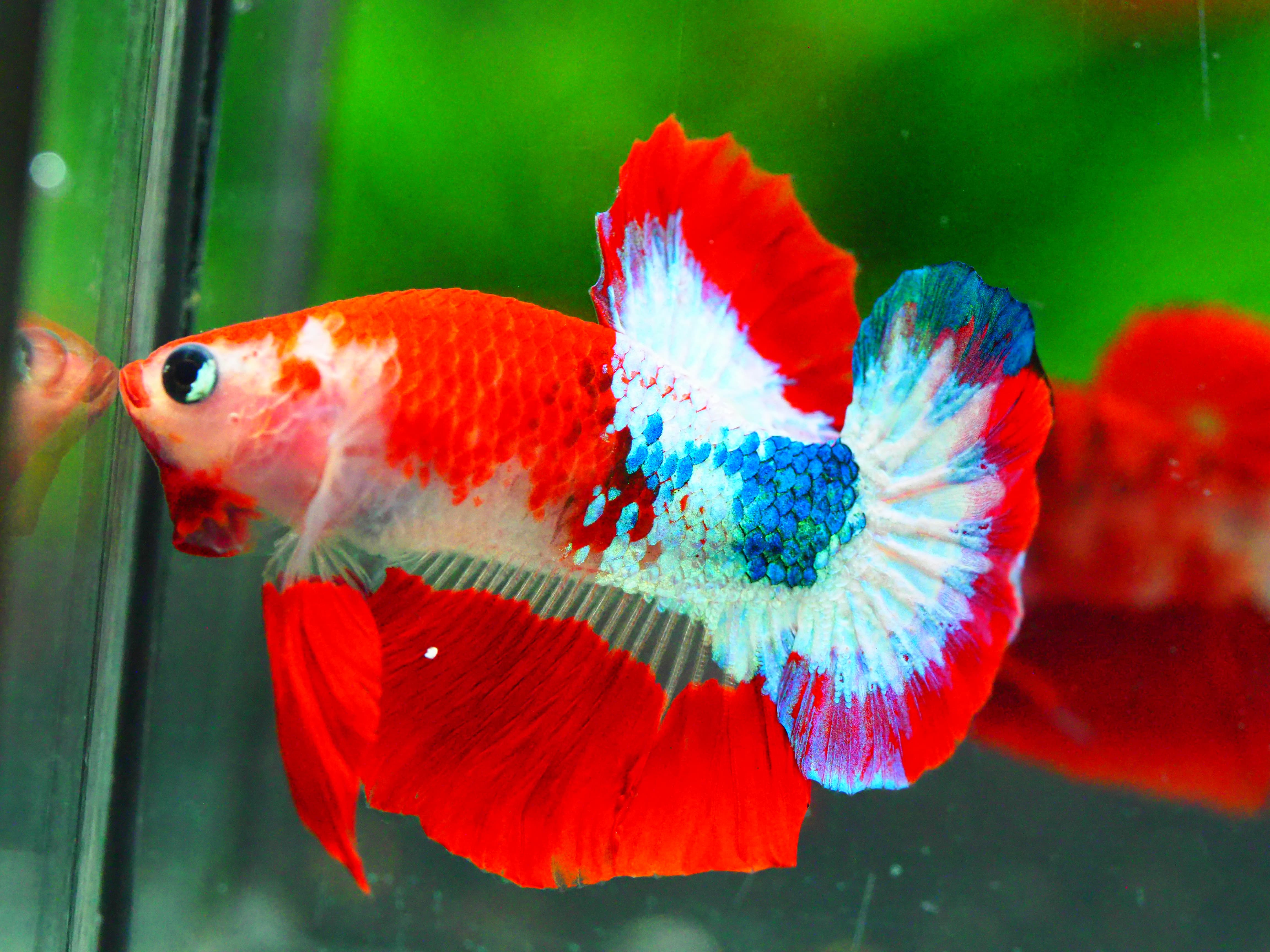 HMPK FANCY MALE GRADE A +++