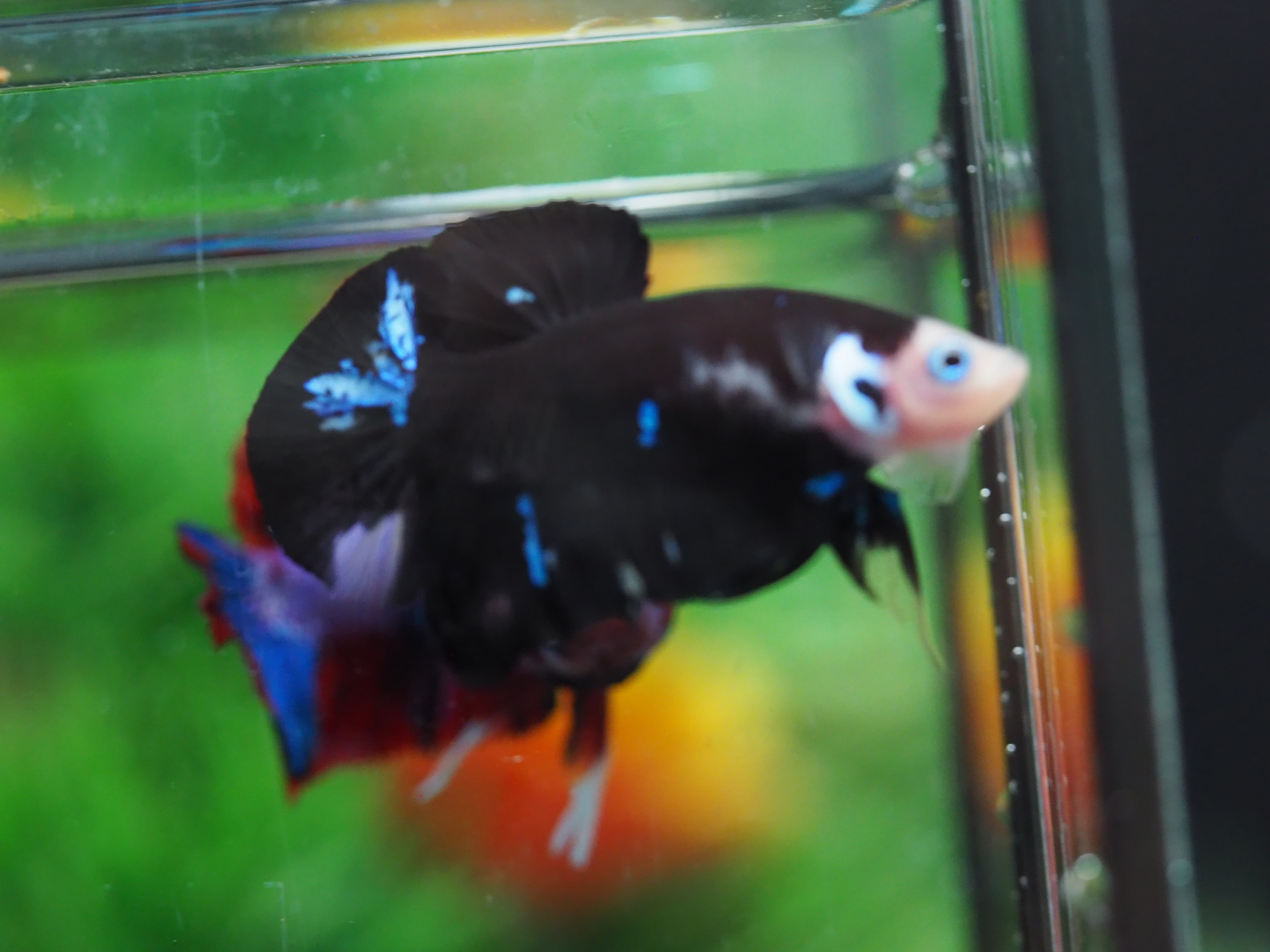 HMPK KOI GALAXY MALE GRADE A+++