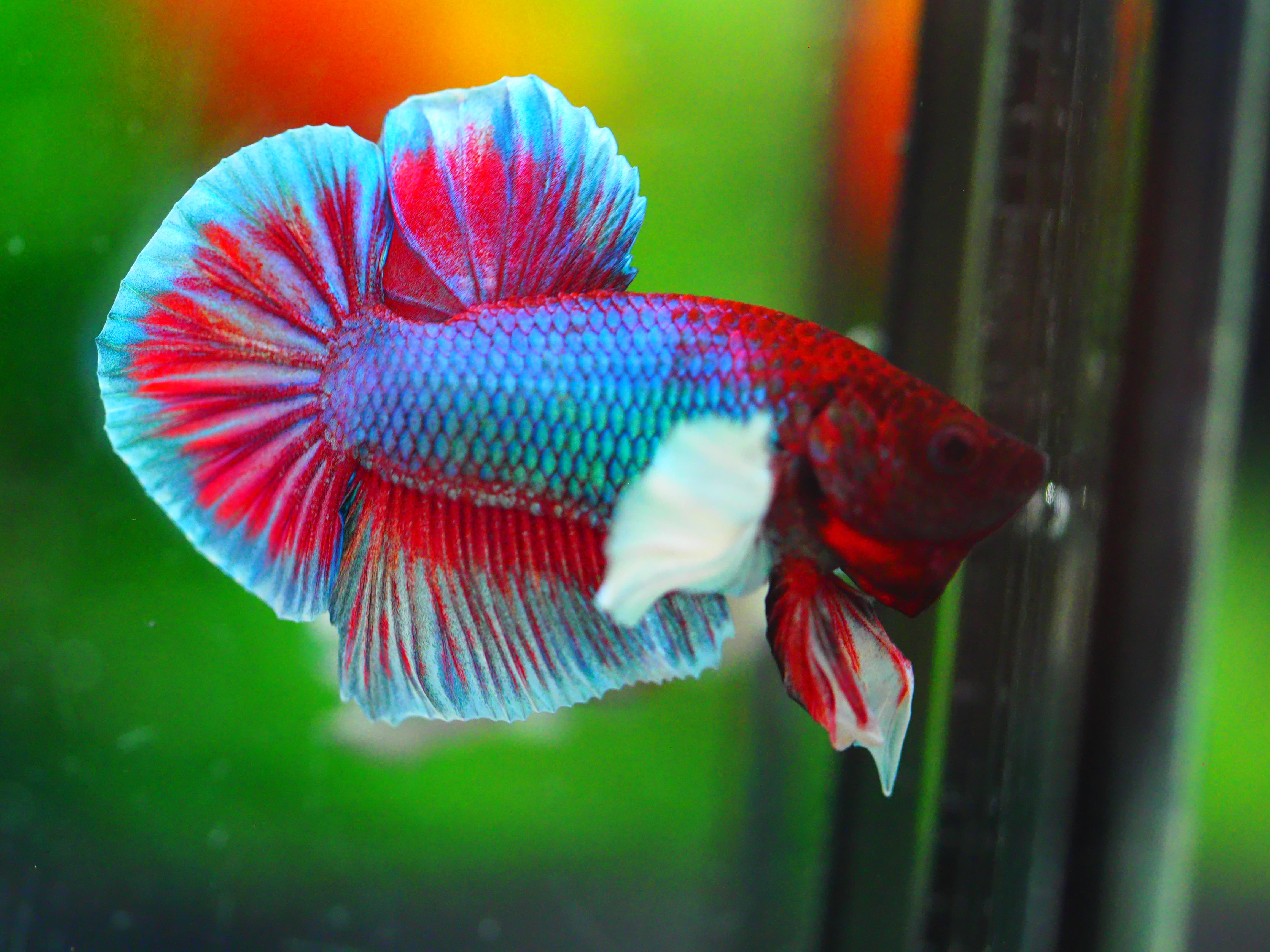 HMPK DUMBO MALE GRADE A +++