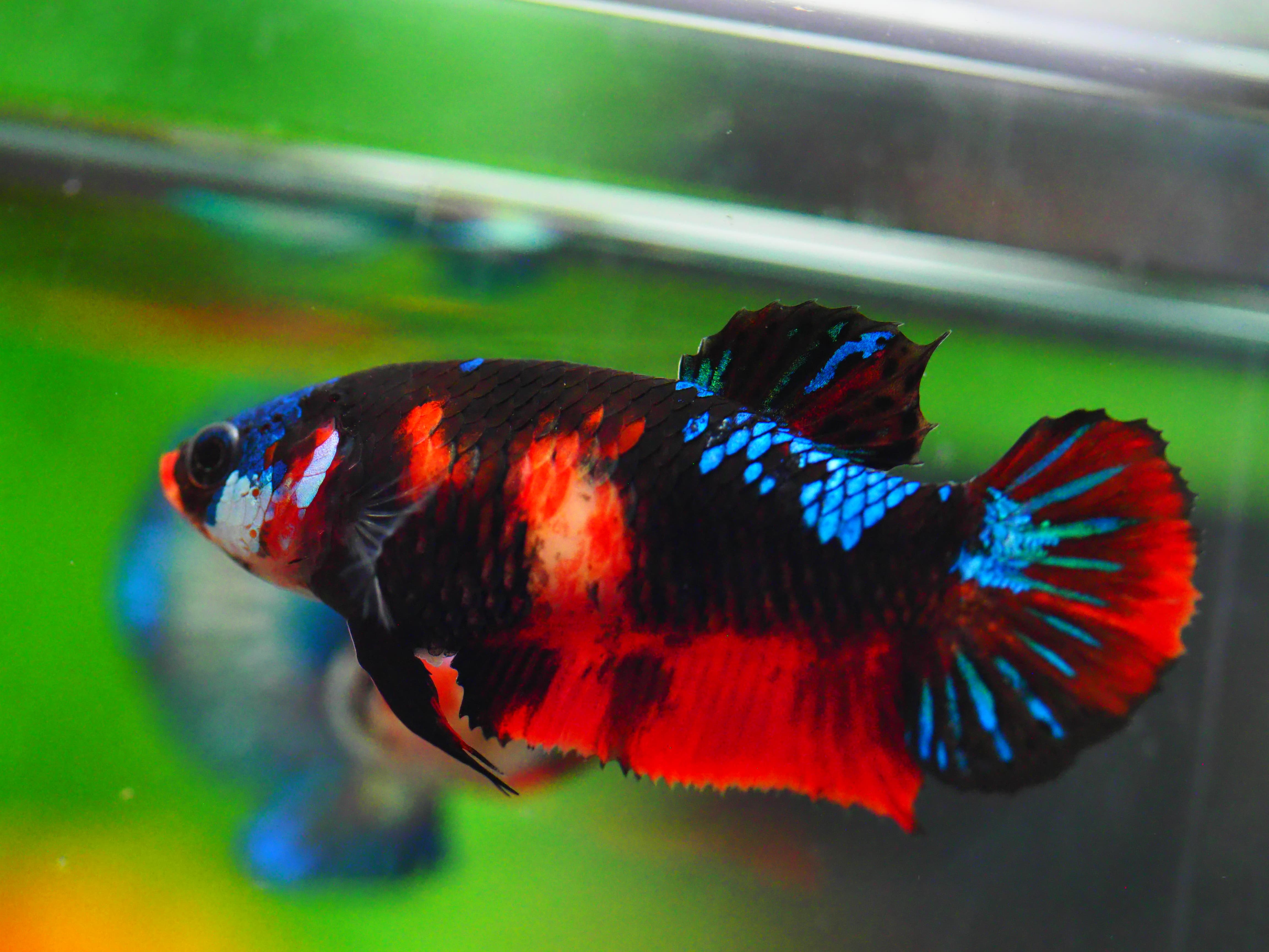 HMPK KOI GALAXY FNMALE GRADE A +++