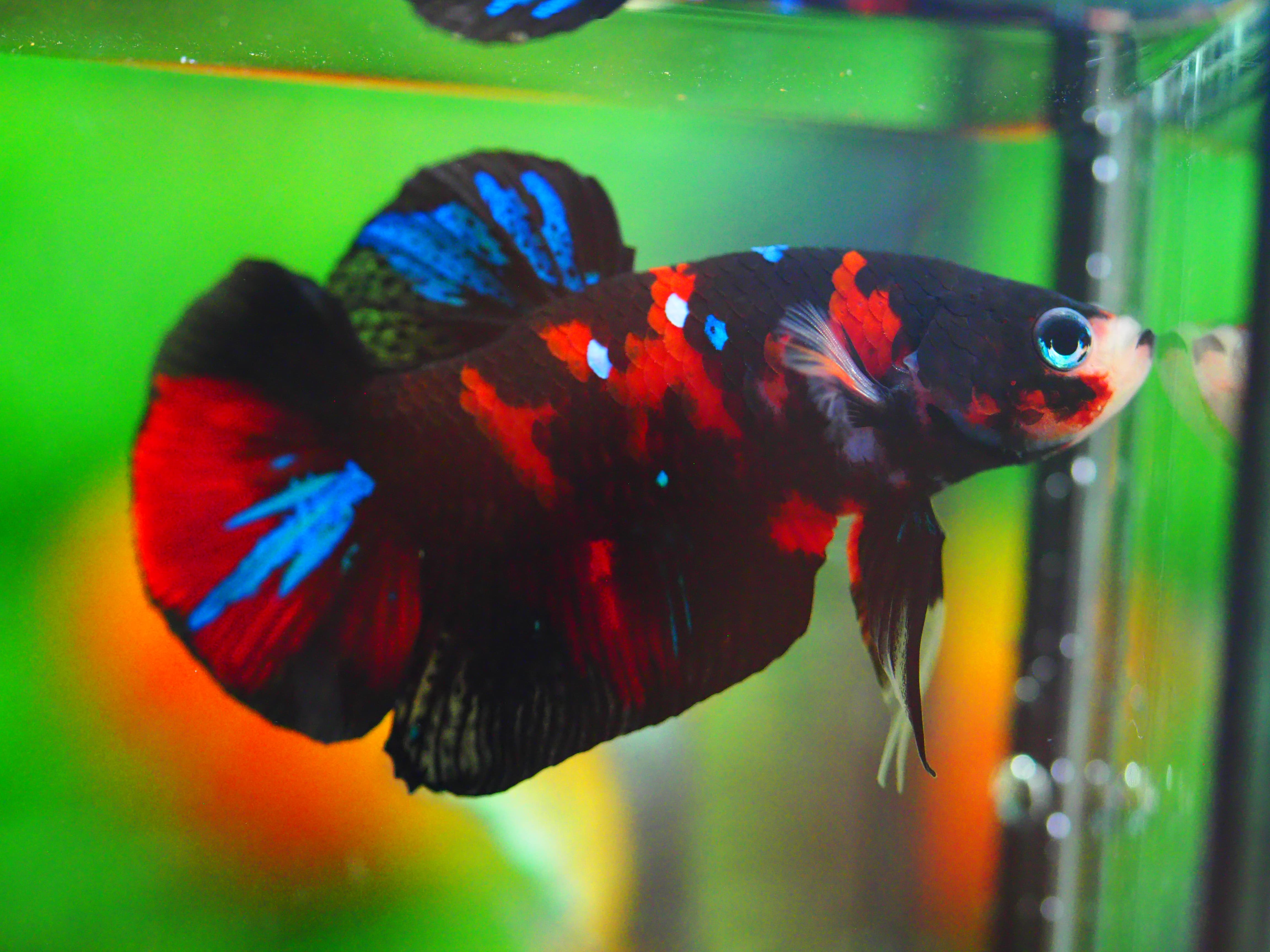 HMPK KOI GALAXY MALE GRADE A +++