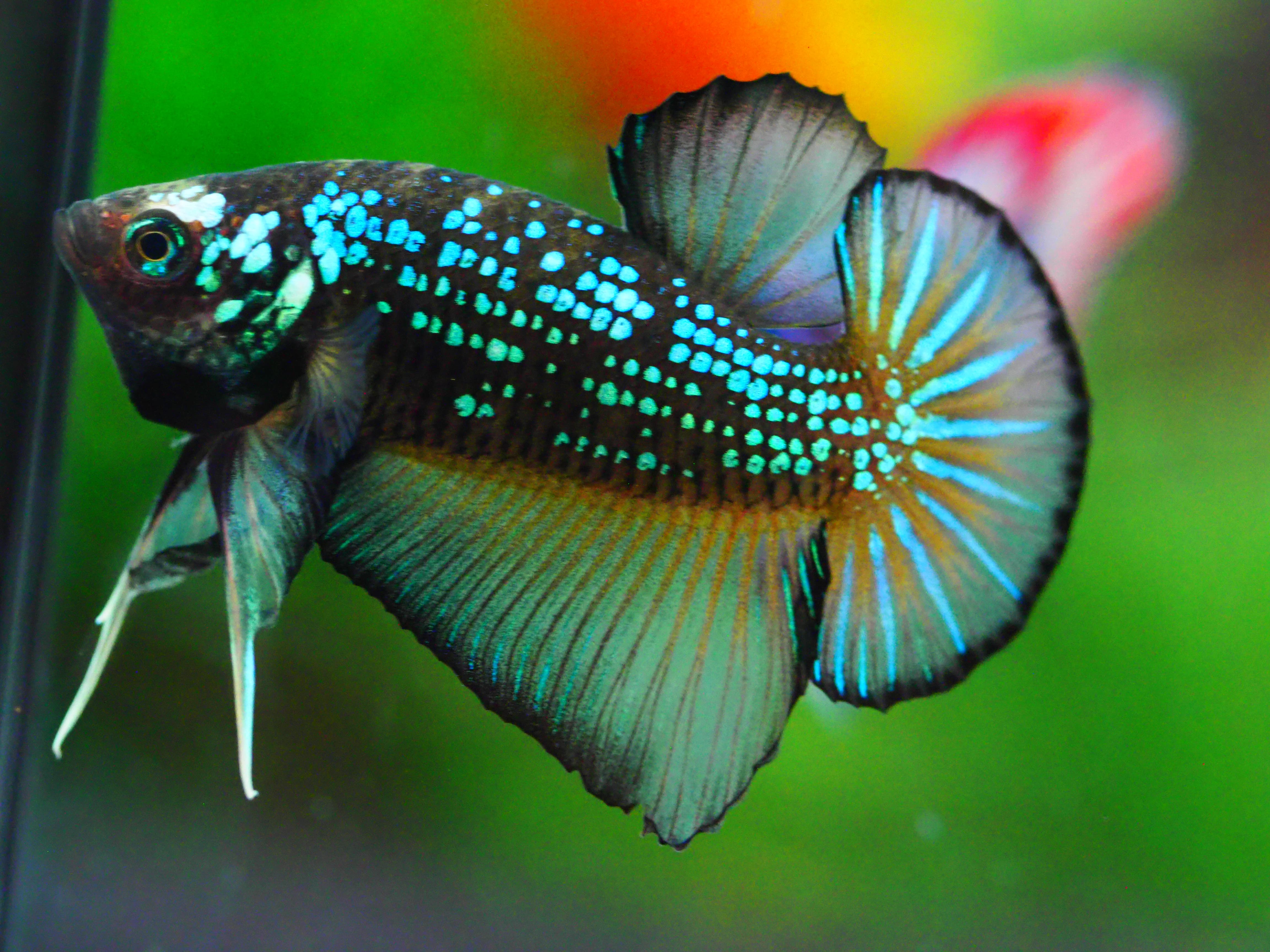 HMPK FANCY MALE GRADE A +++