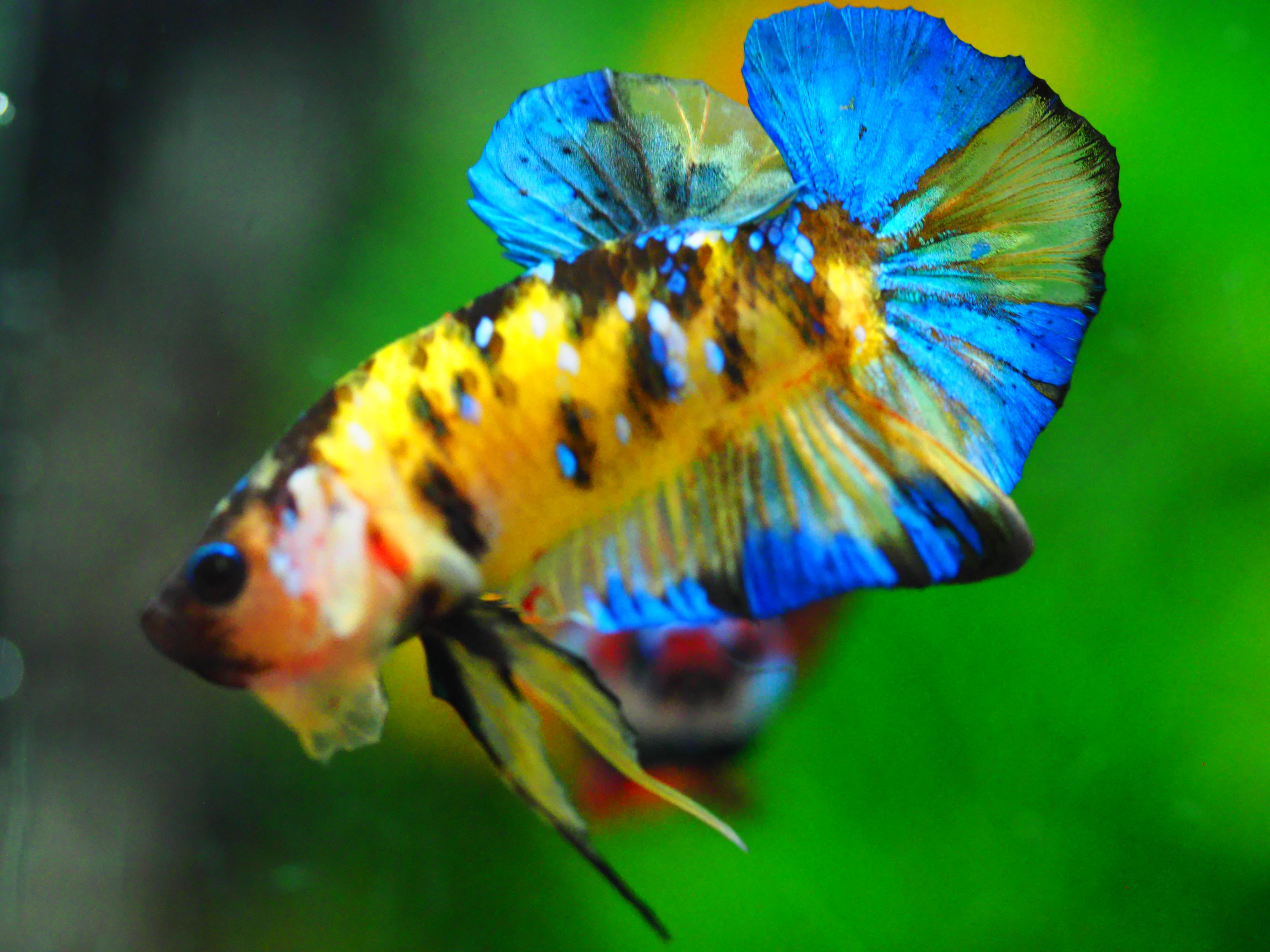 HMPK KOI YELLOW MALE GRADE A +++