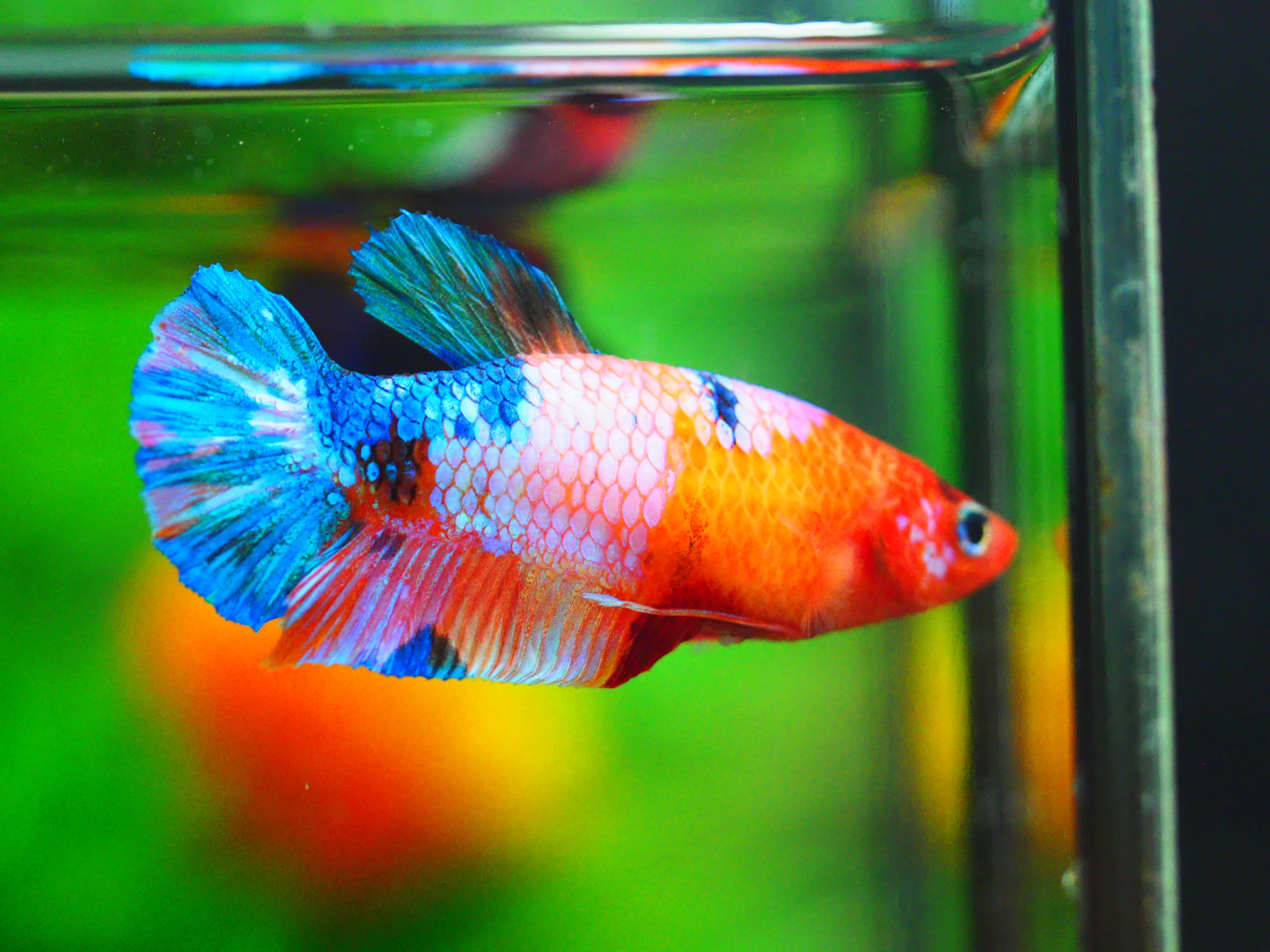 HMPK KOI GLAXY GRADE A++ FEMALE