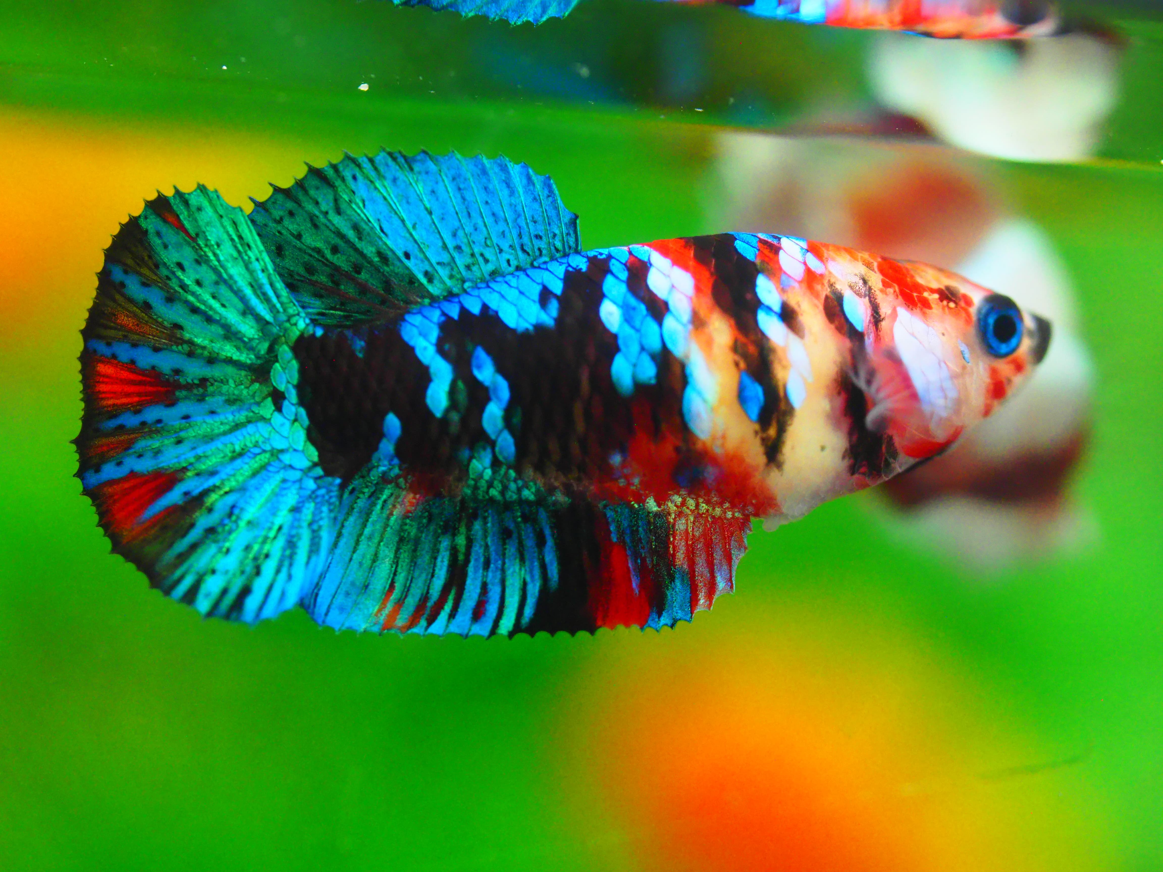 HMPK KOI GALAXY FN MALE GRADE A +++ ไมมีตะเกรียบ