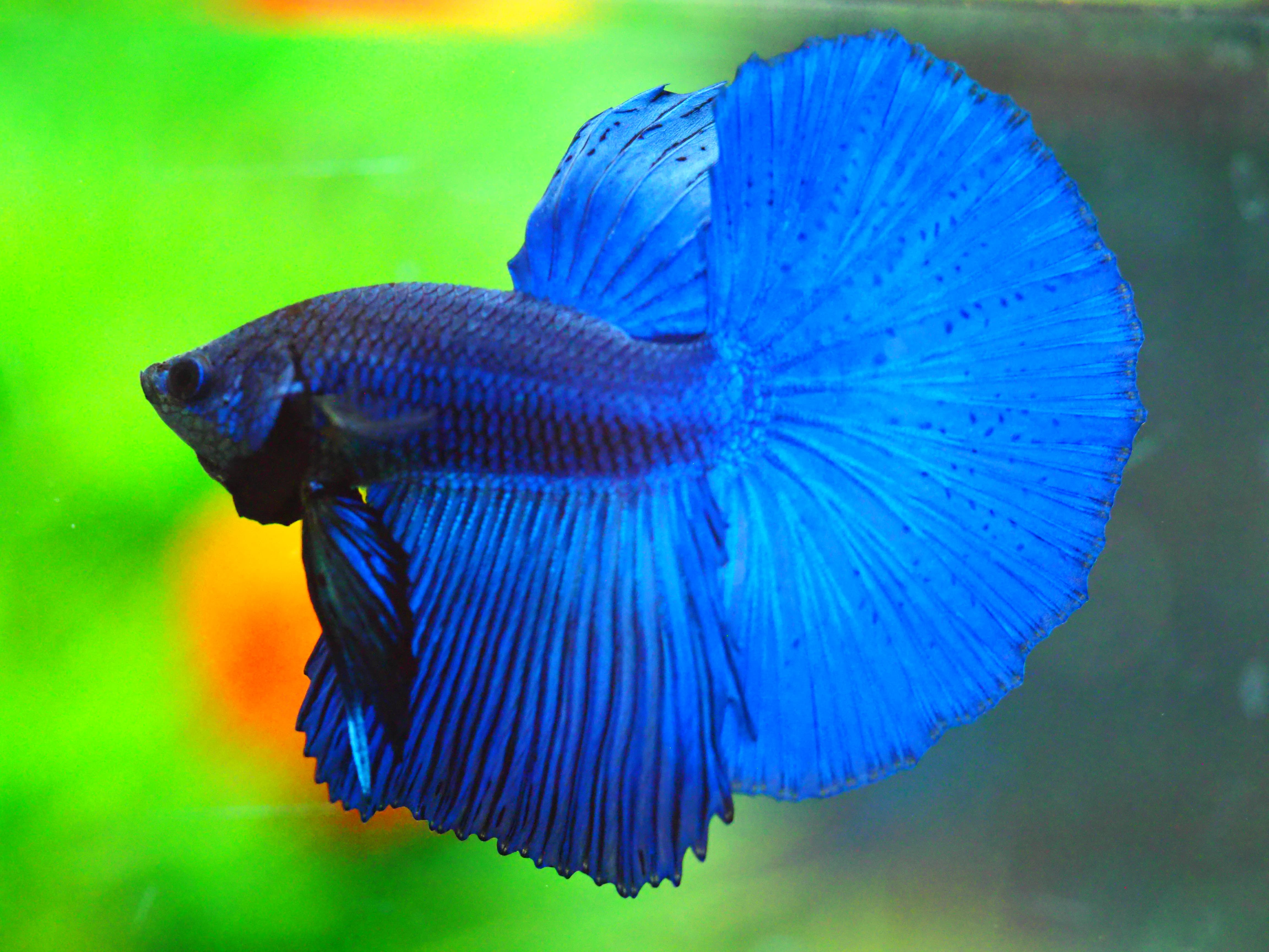 HM FANCY MALE GRADE A +++