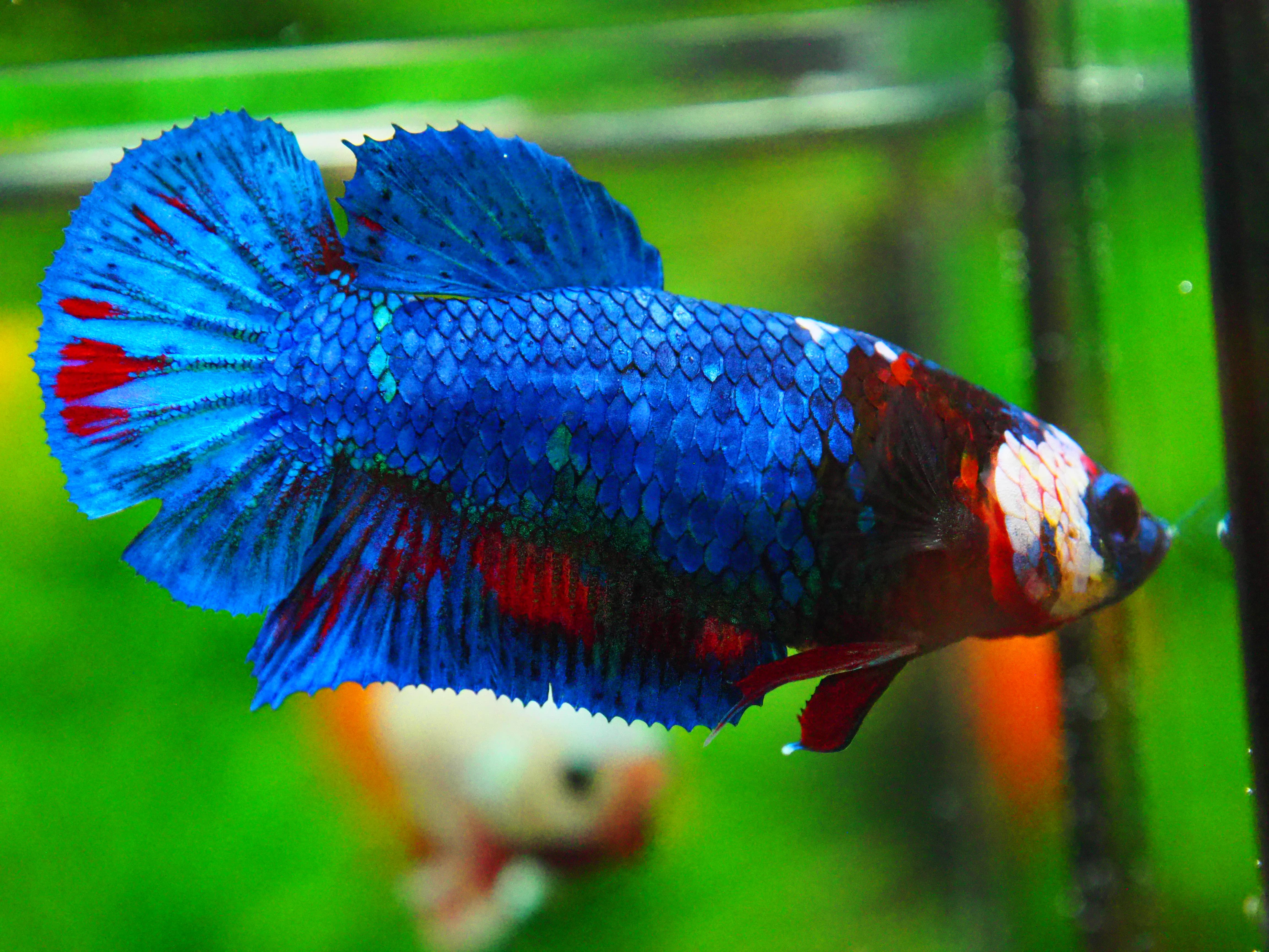 HMPK KOI FANCY FN MALE GRADE A +++