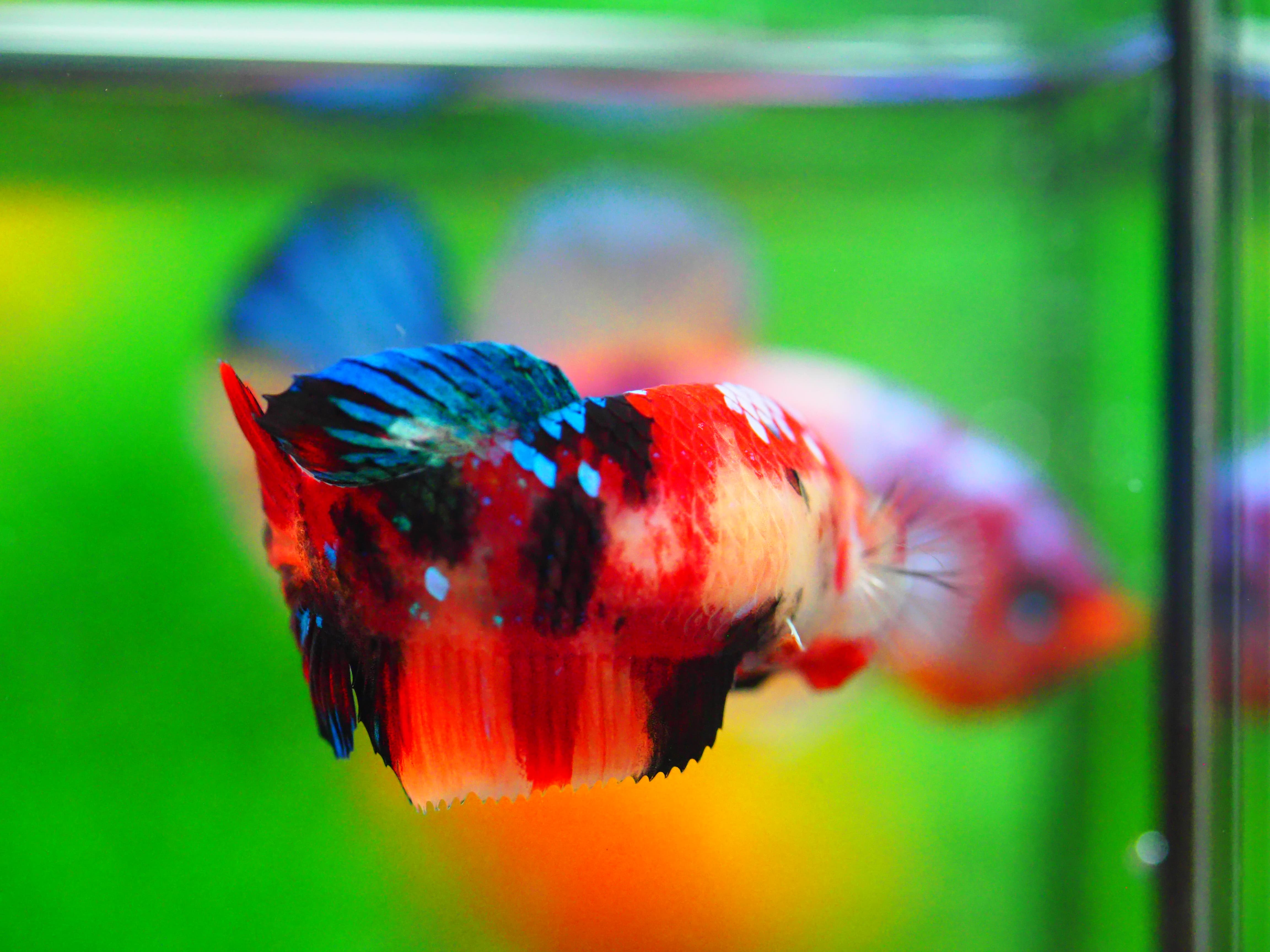 HMPK KOI GALAXY FNMALE GRADE A +++