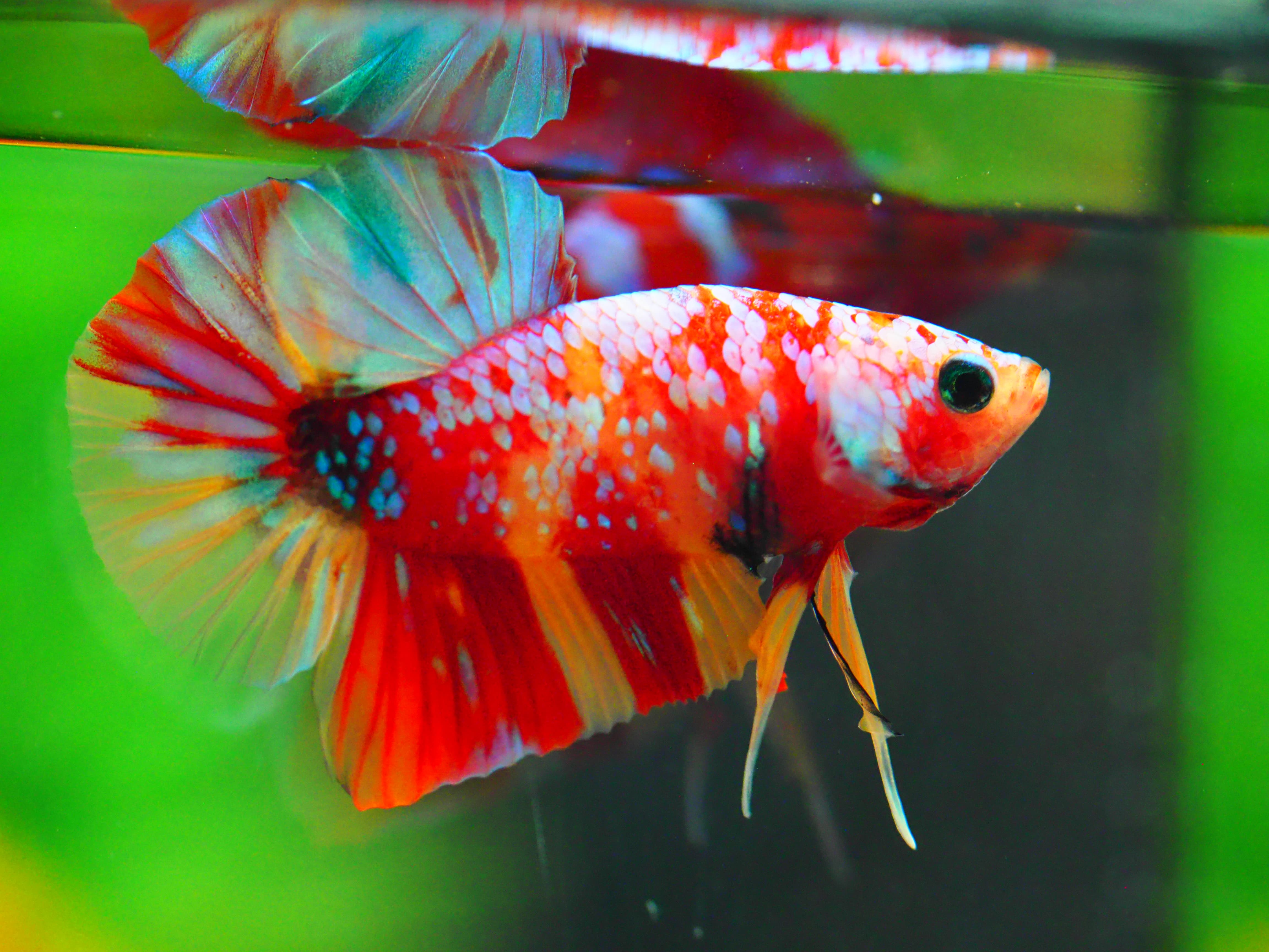 HMPK NEMO GALAXY MALE GRADE A +++