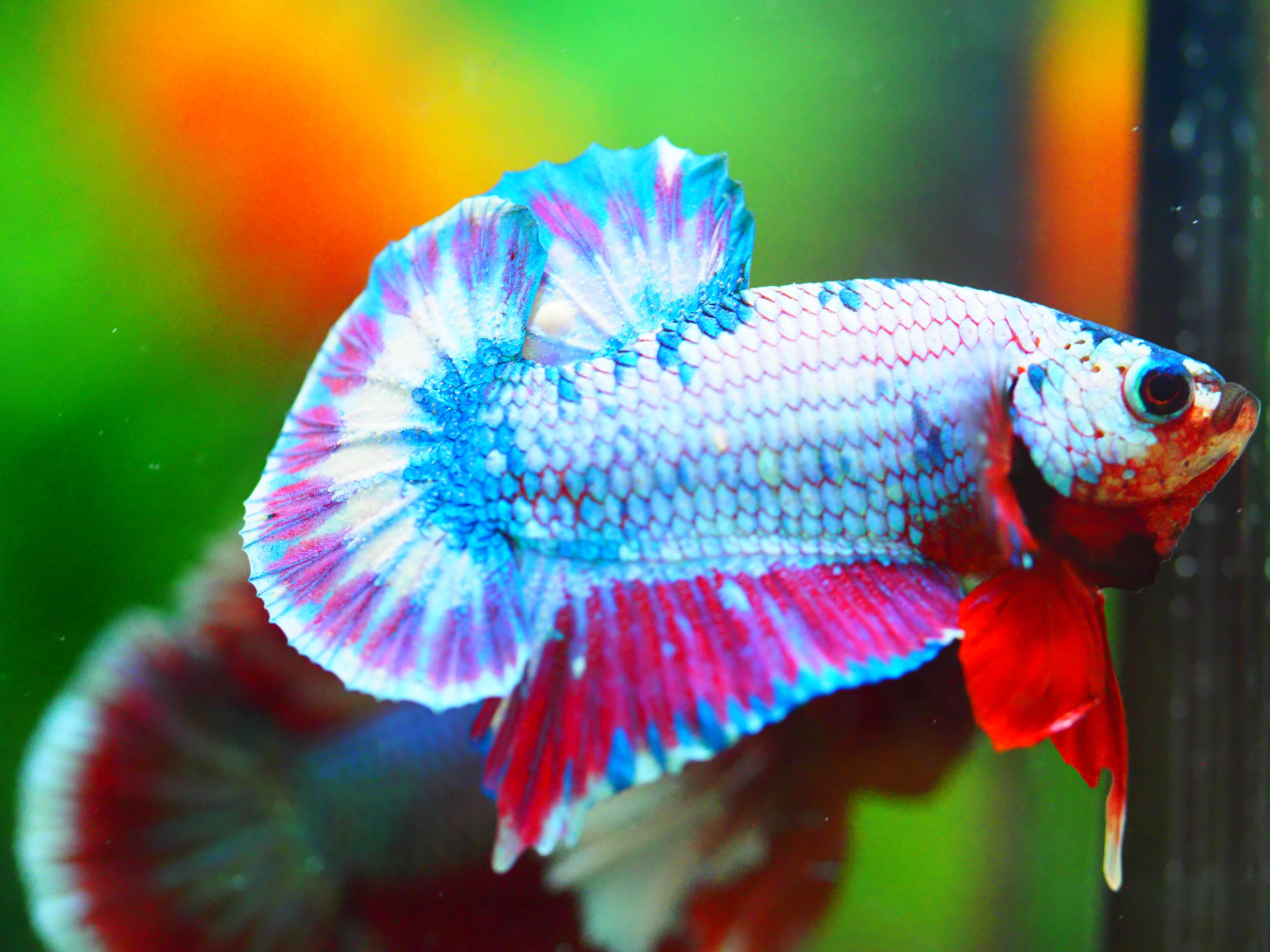 HMPK FANCY MALE GRADE A +++