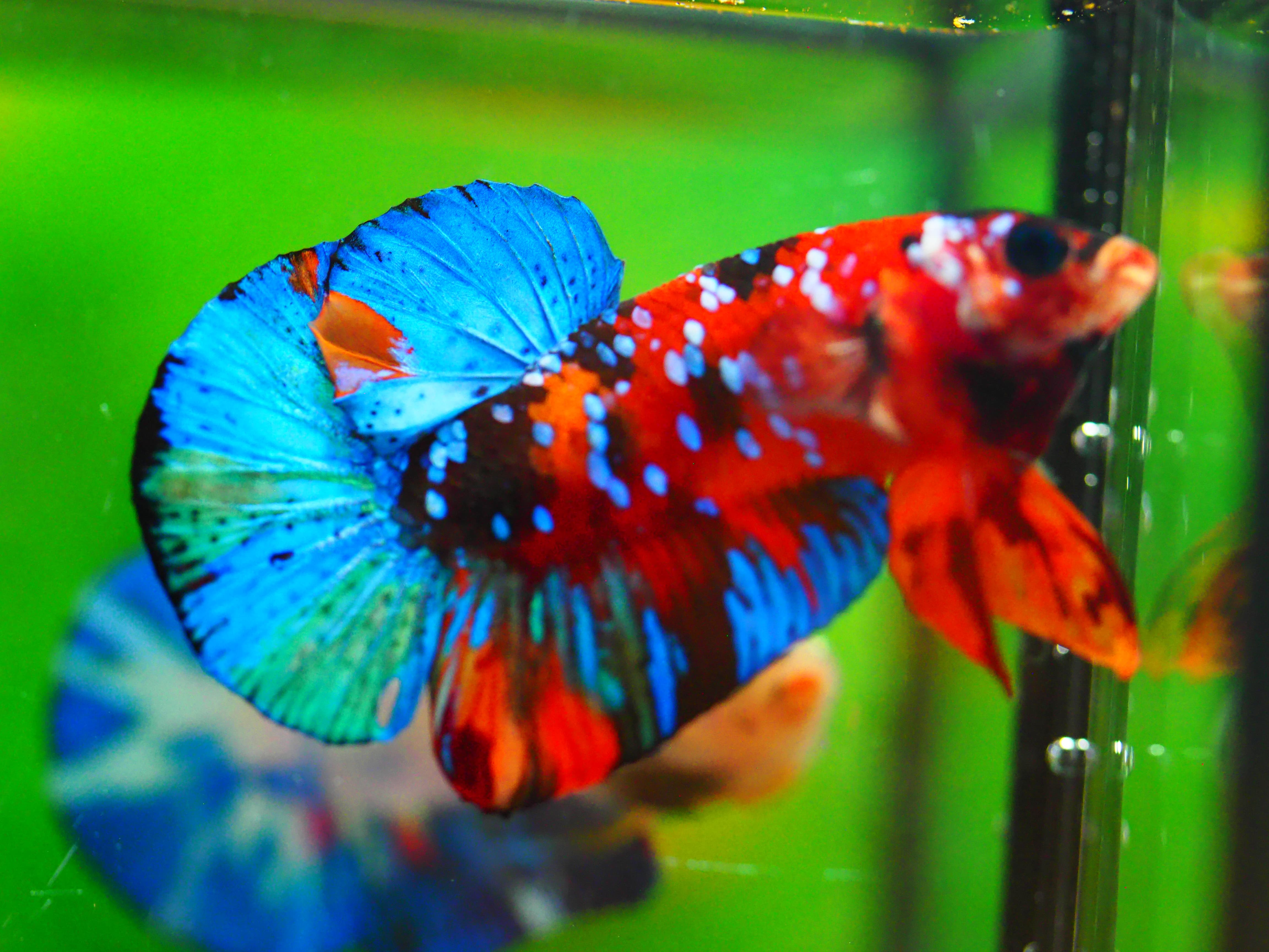 HMPK NEMO GALAXY MALE GRADE A +++