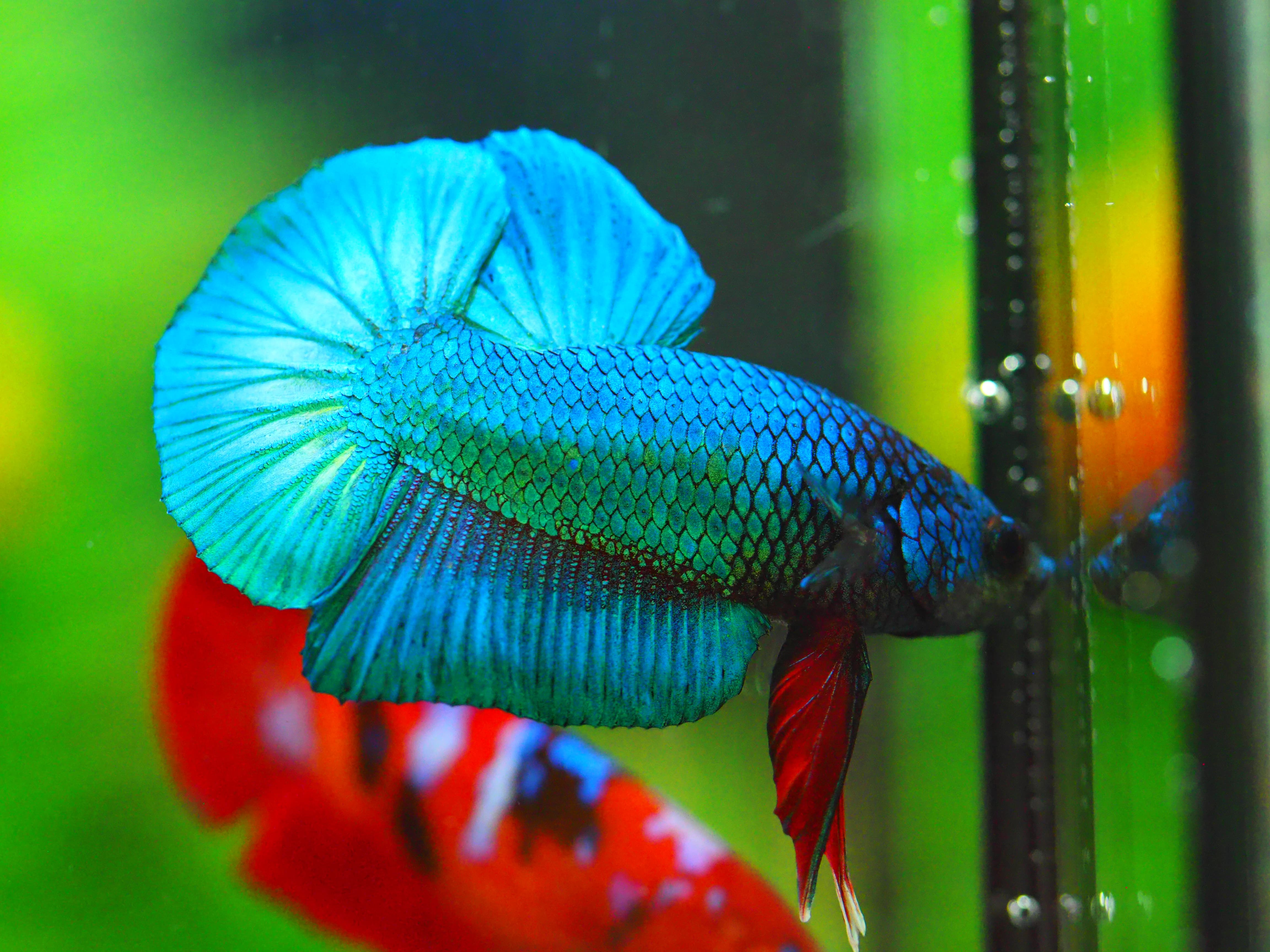 HMPK KOI FANCY MALE GRADE A +++
