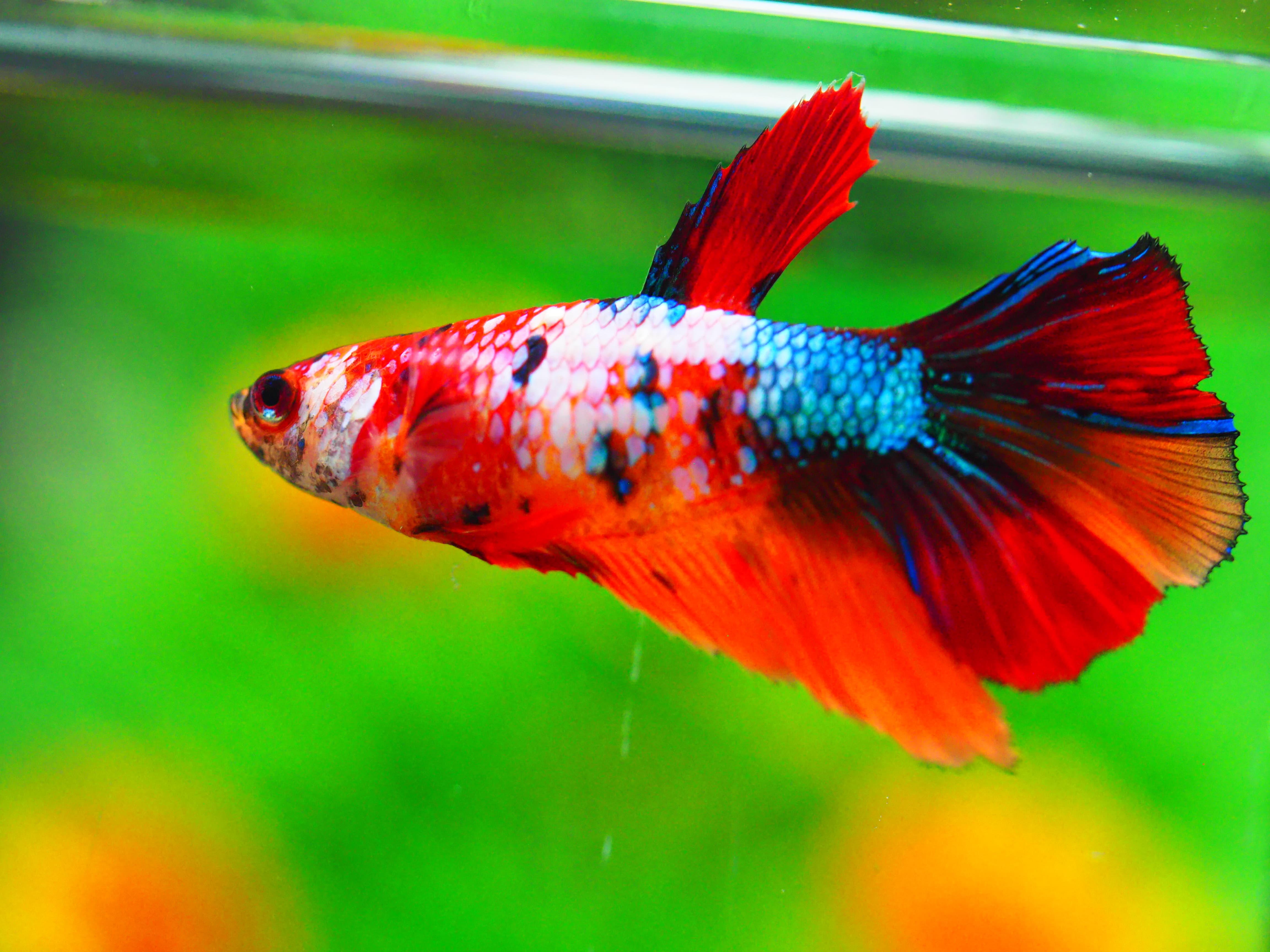 HM NEMO GALAXY FNMALE GRADE A +++