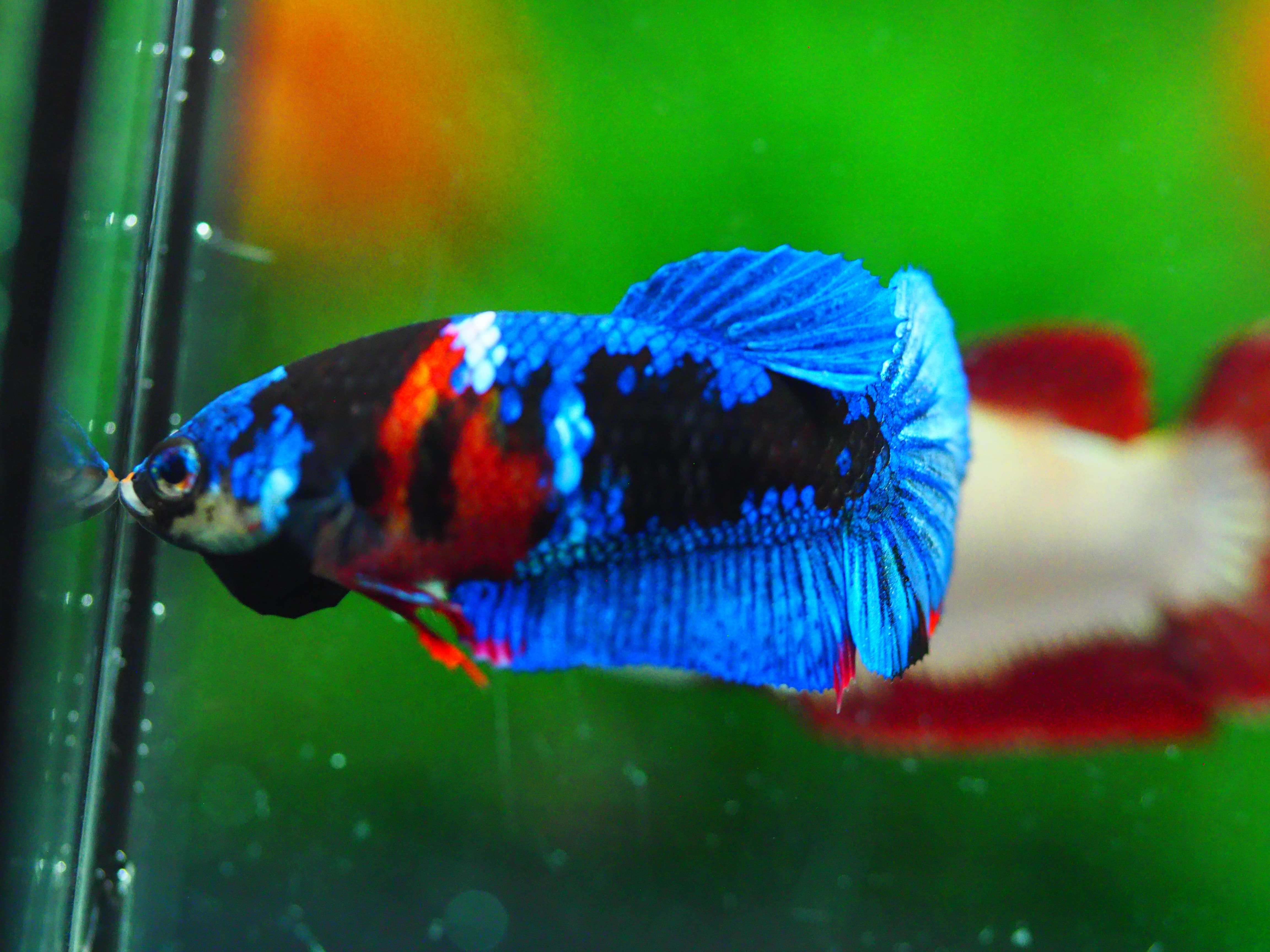 HMPK KOI GALAXY FEMALE GRADE A +++