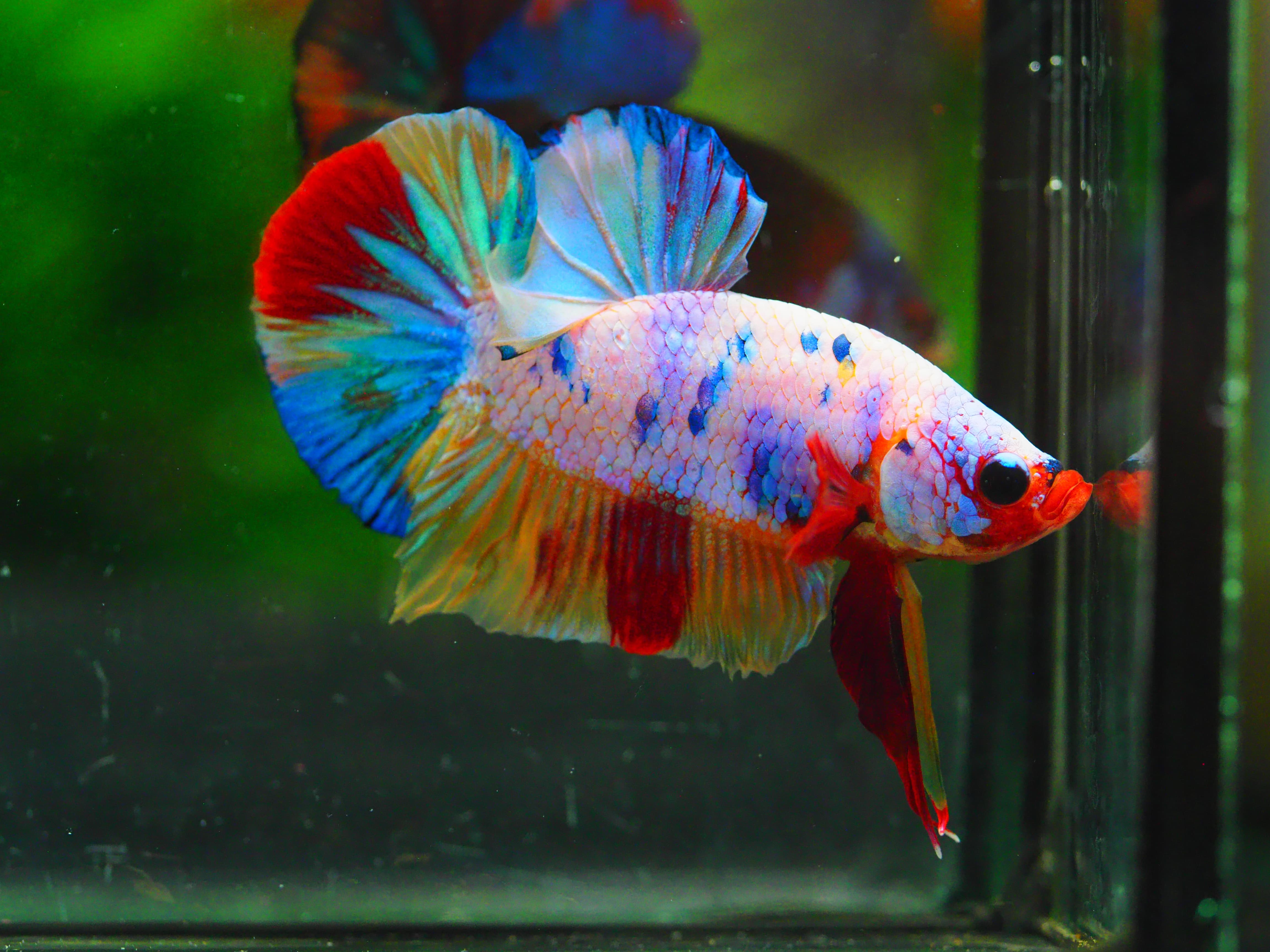 HMPK CANDY MALE GRADE A +++