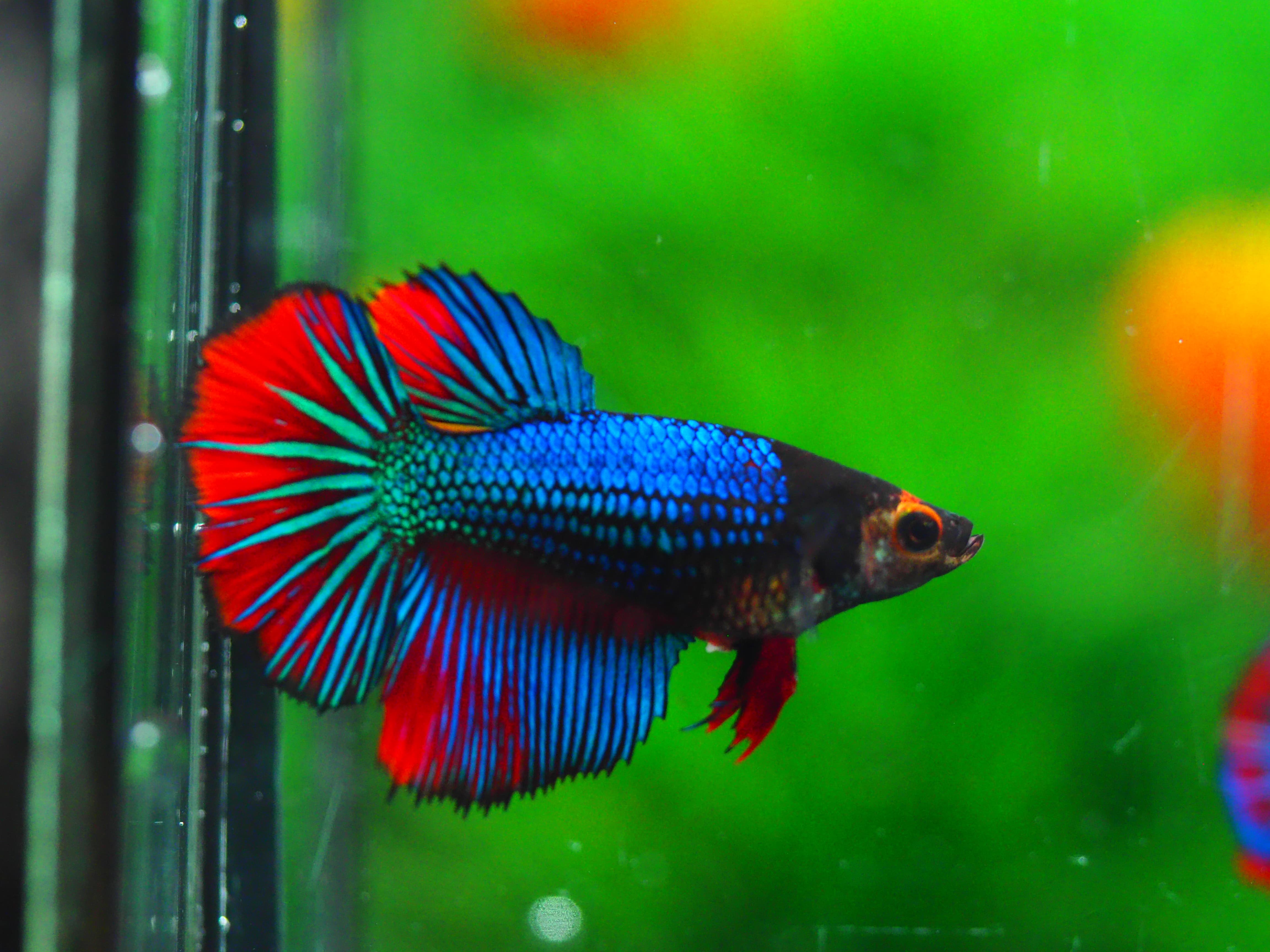 HMFANCY GRADE A++ FEMALE