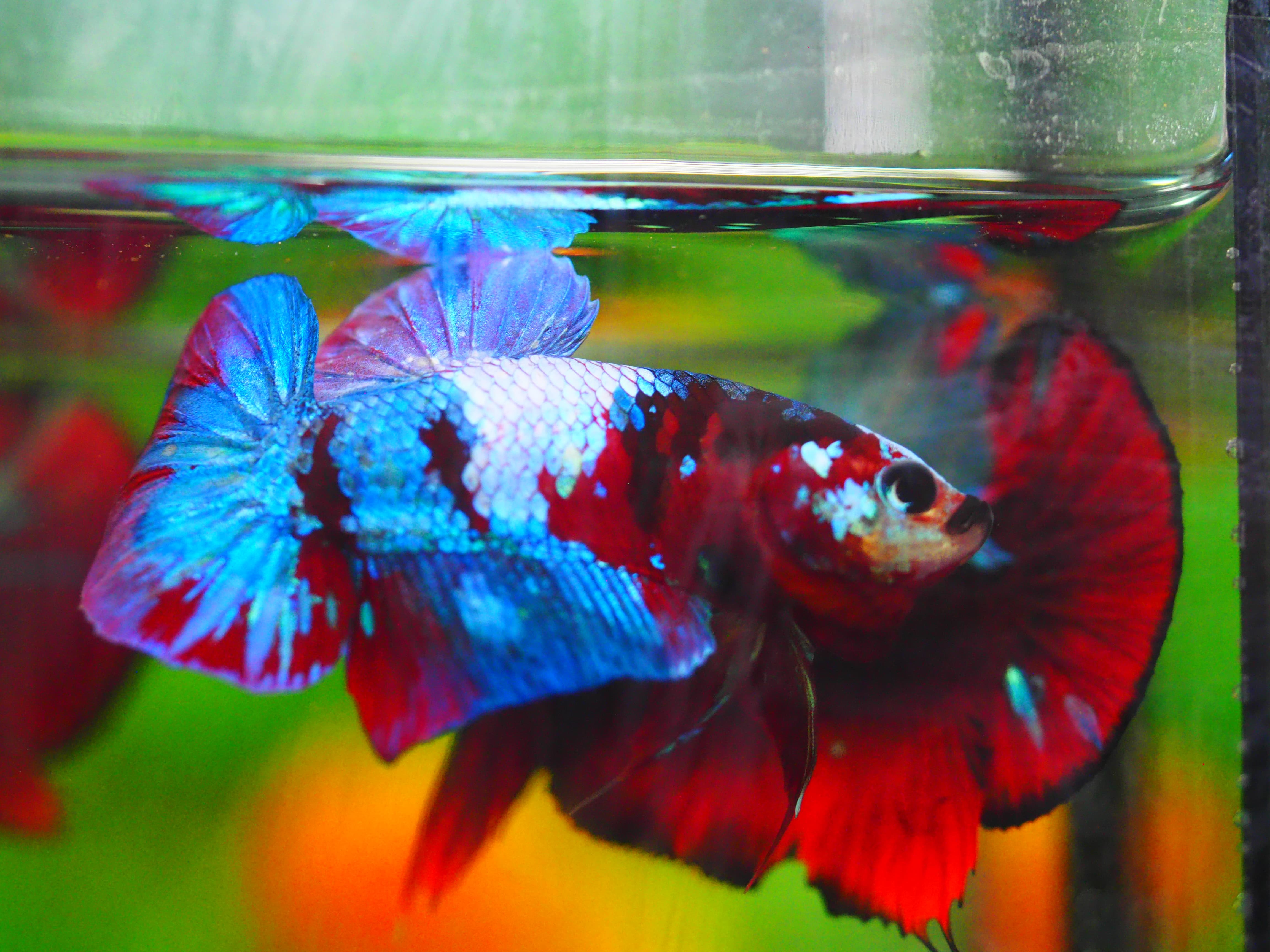 HMPK KOI GALAXY MALE GRADE A+++