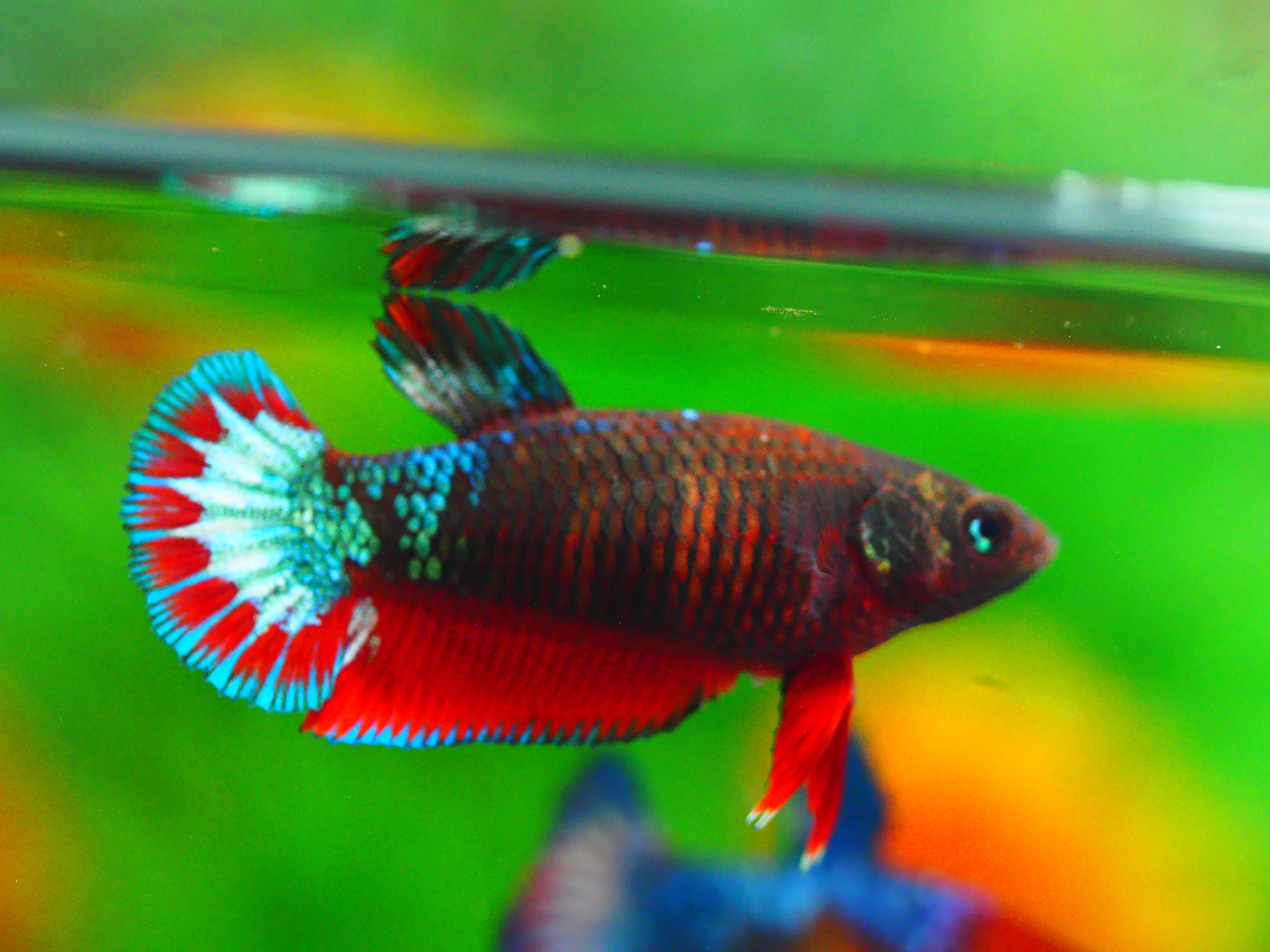 HMPK FANCY FEMALE GRADE A +++
