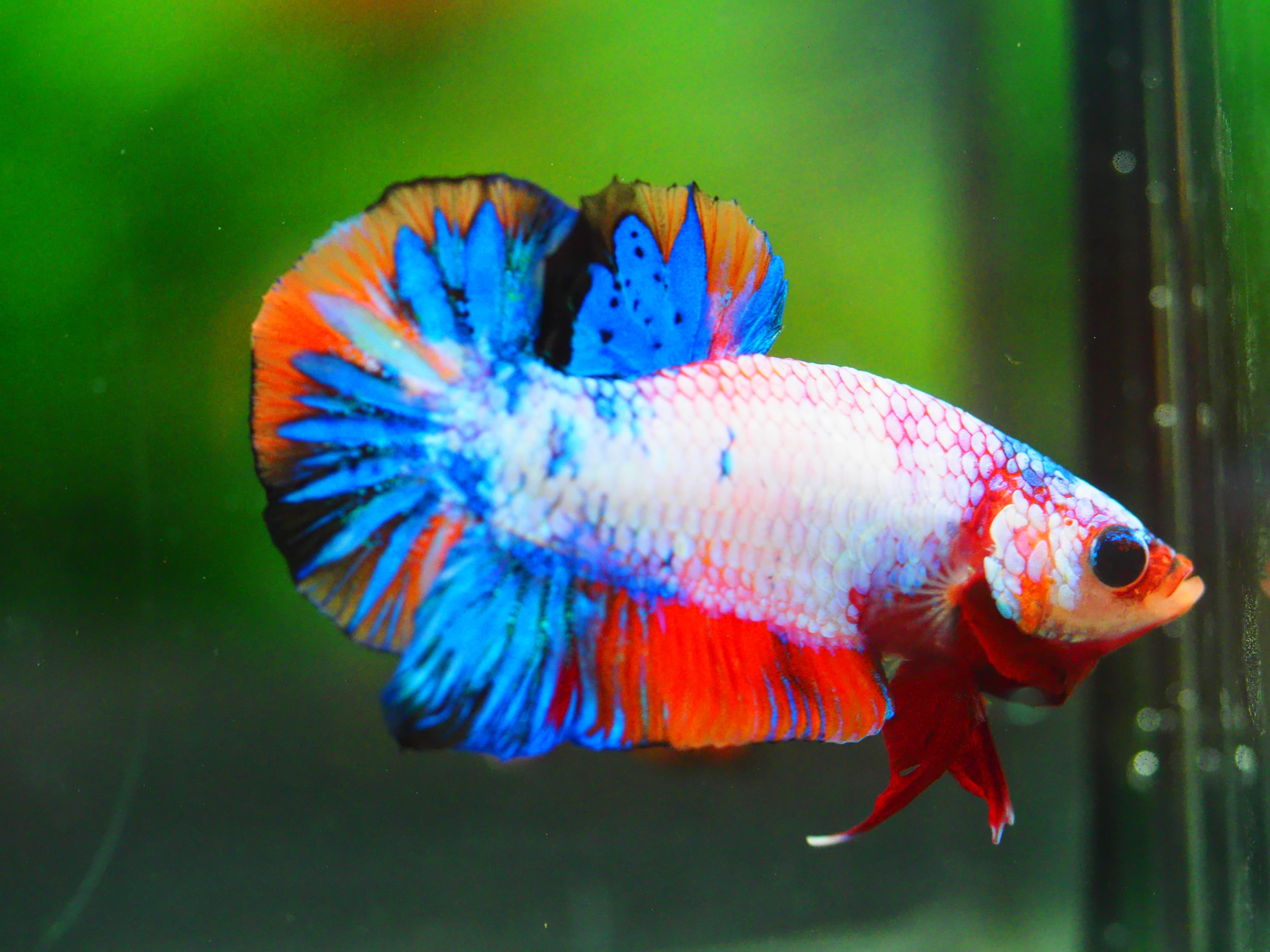 HMPK KOI FANCY MALE GRADE A +++