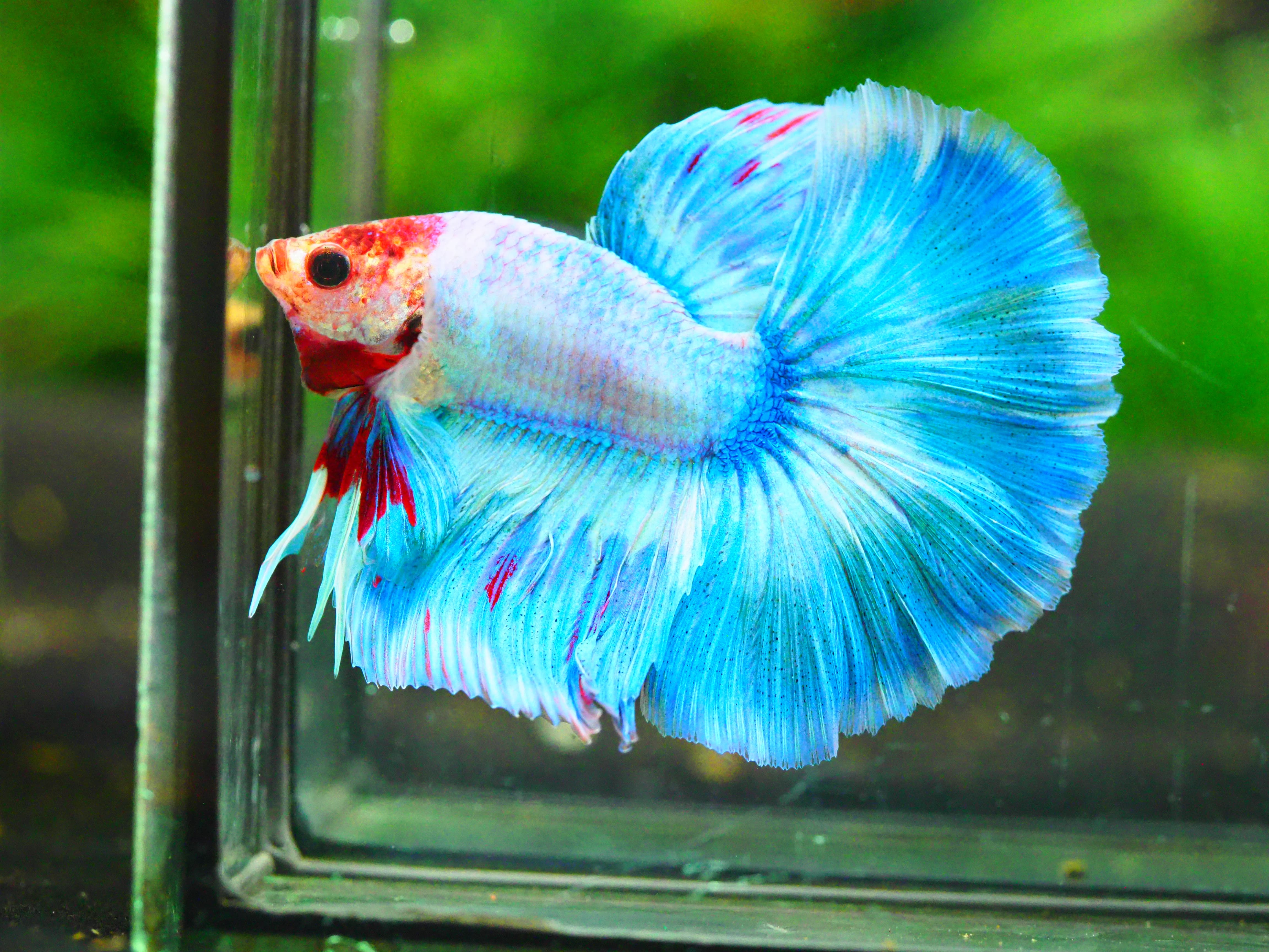 HM FANCY MALE GRADE A +++