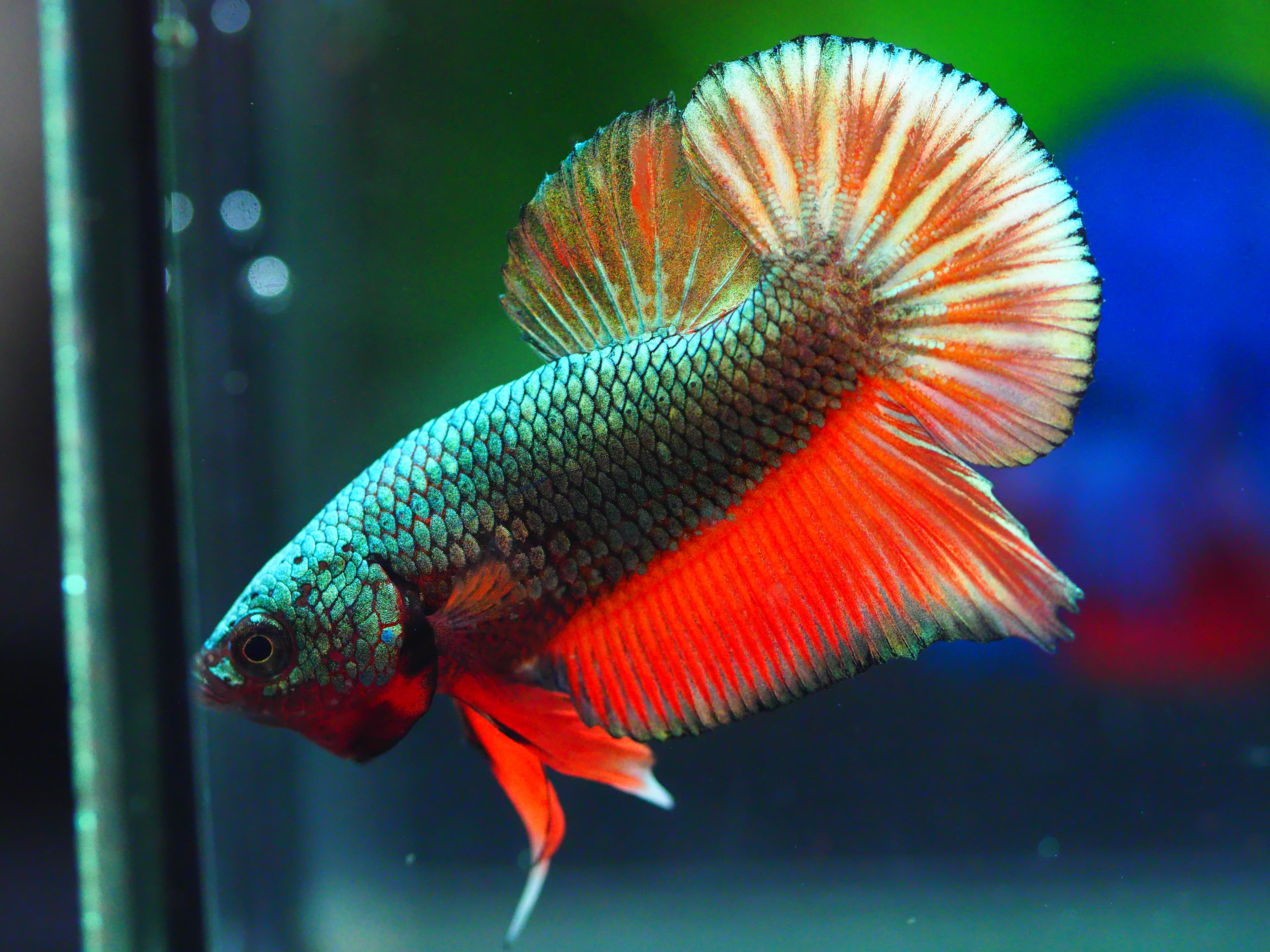 HMPK COPPER FANCY MALE GRADE A +++