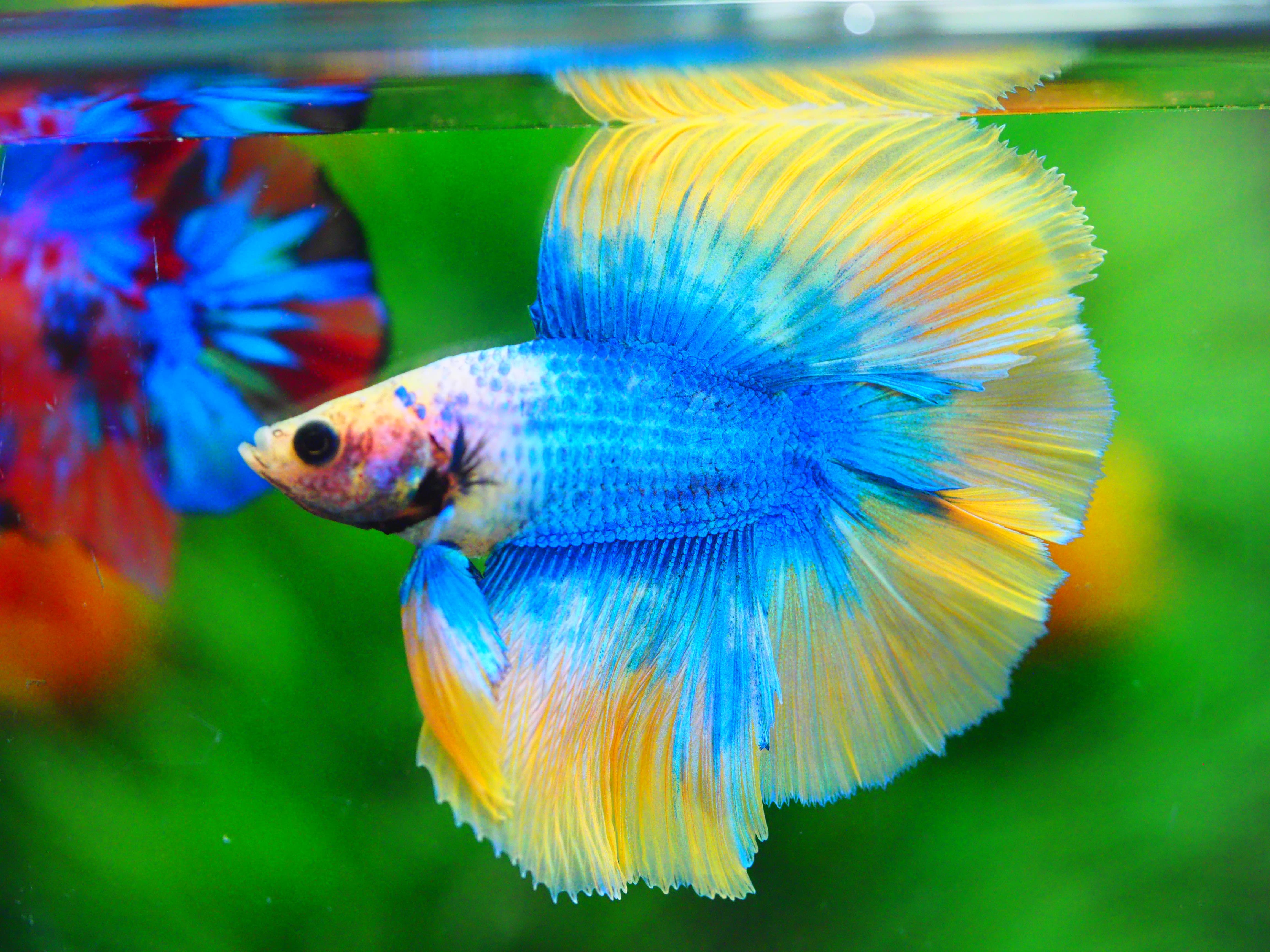 DT FANCY MALE GRADE A +++
