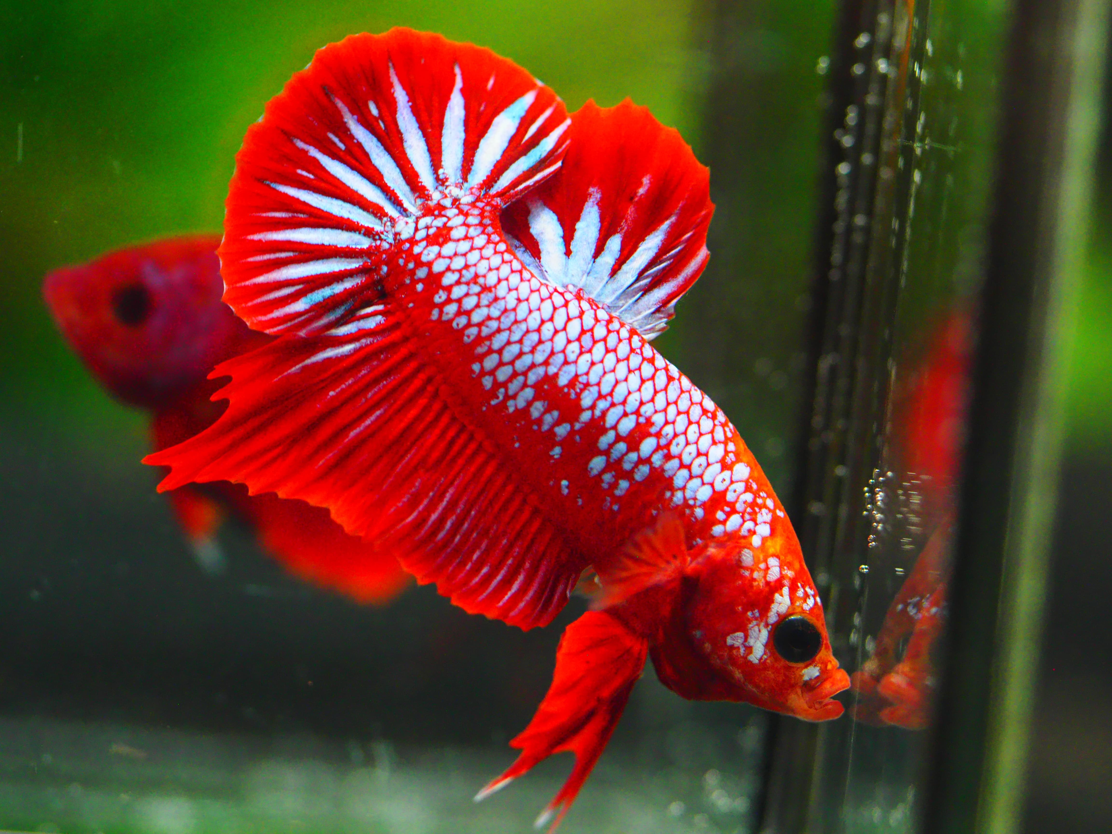 HMPK FANCY MALE GRADE A +++