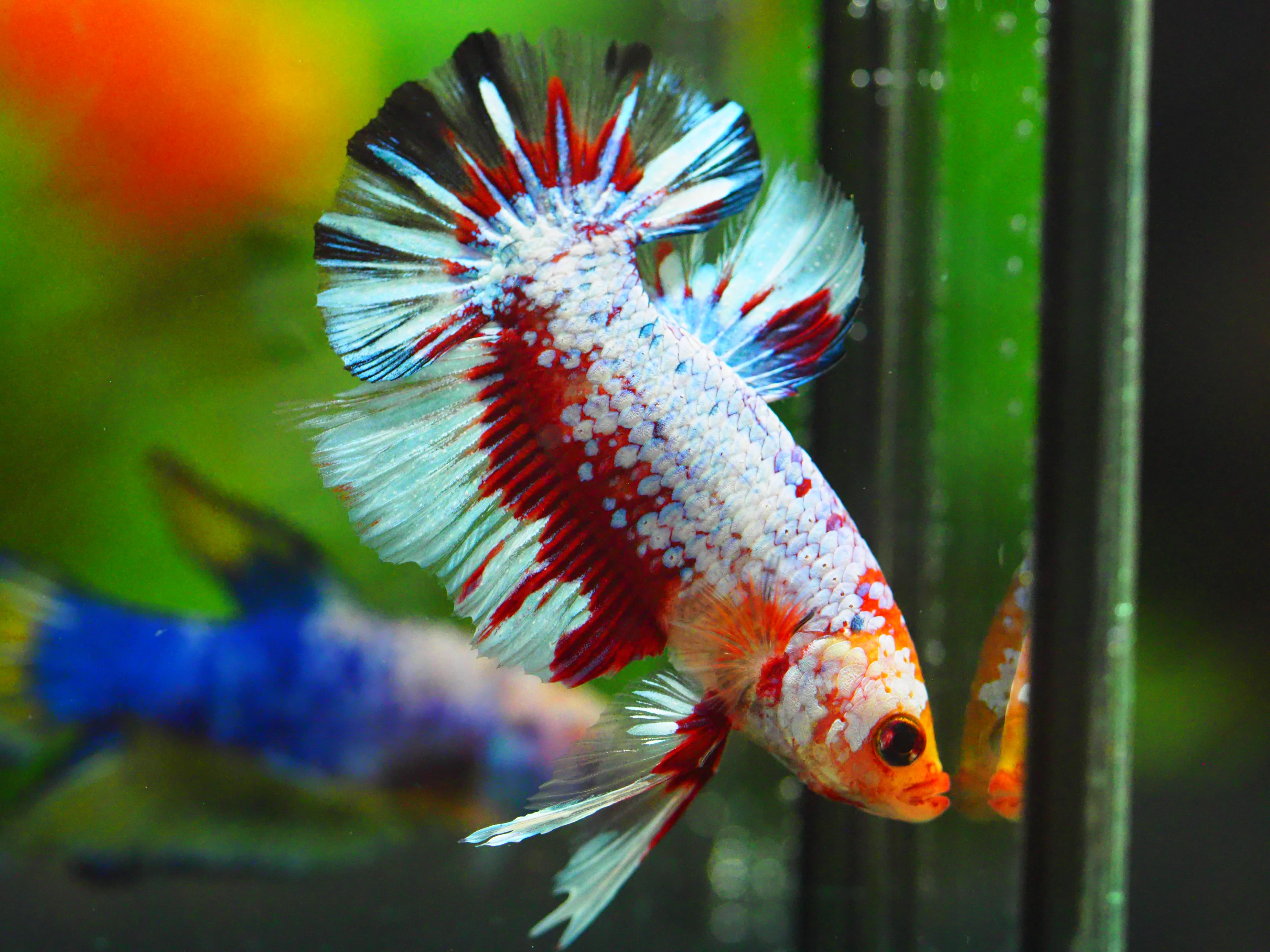 HMPK FANCY MALE GRADE A +++