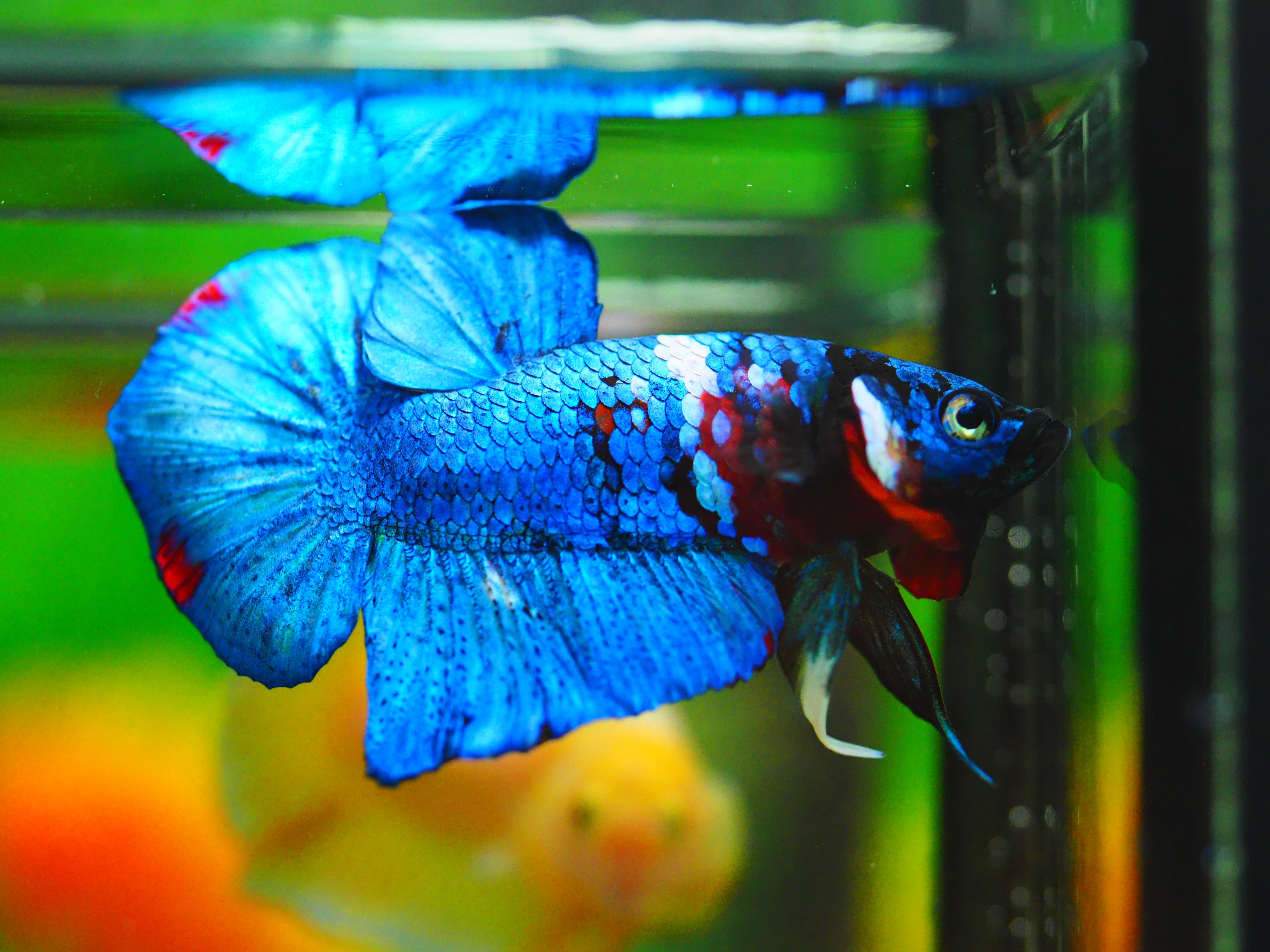 HMPK KOI GALAXY MALE GRADE A++