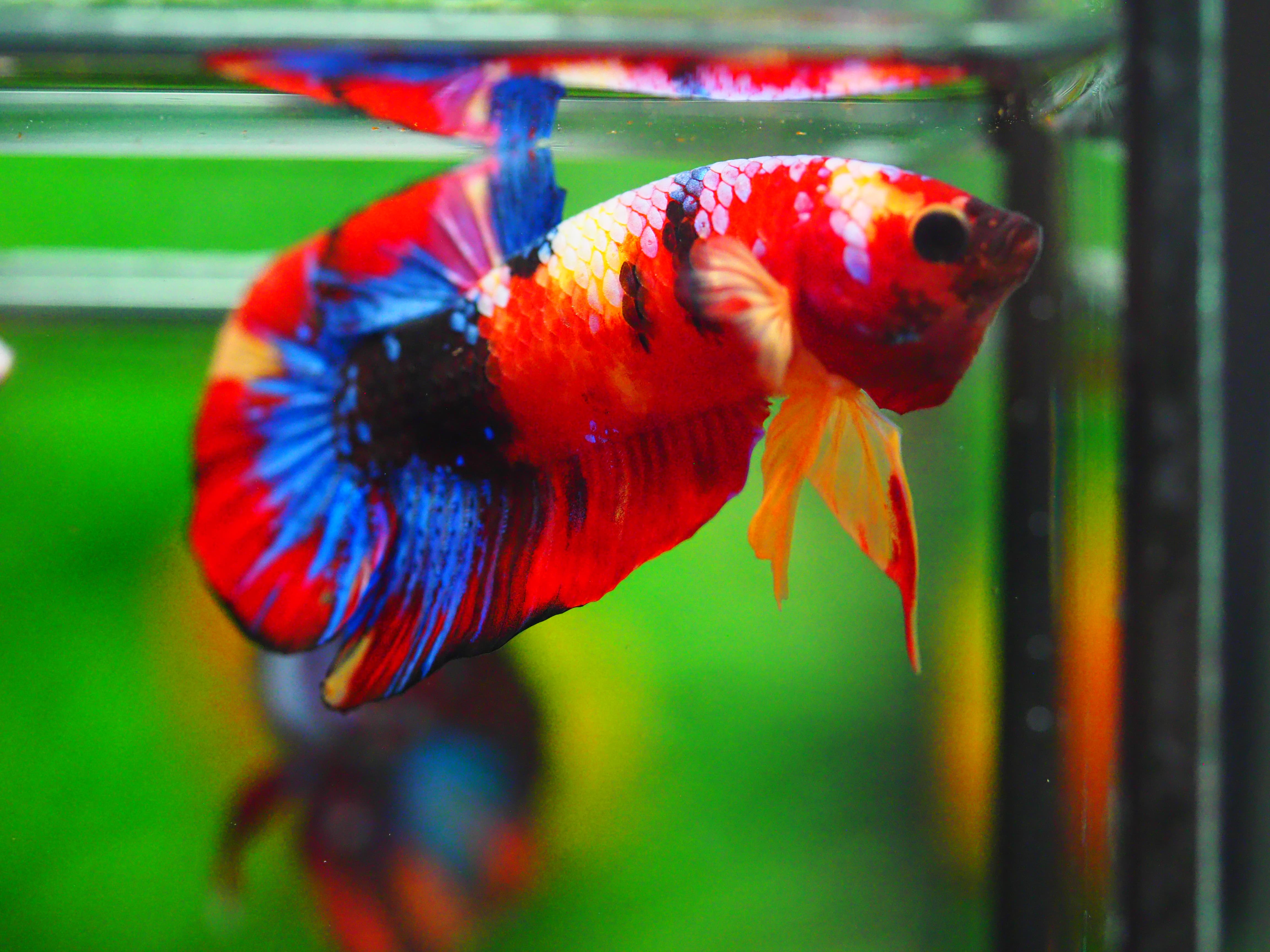 HMPK NEMO GALAXY MALE GRADE A +++