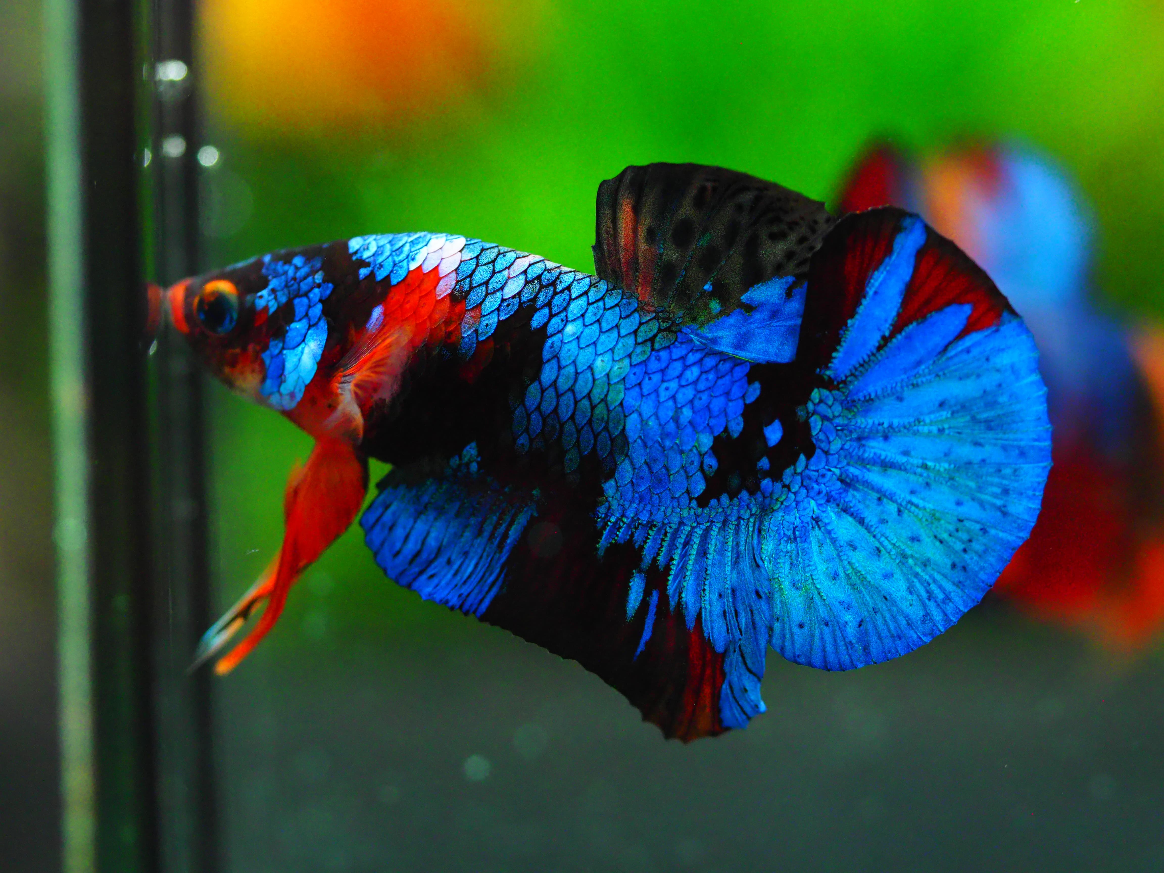 HMPK NEMO GALAXY MALE GRADE A +++