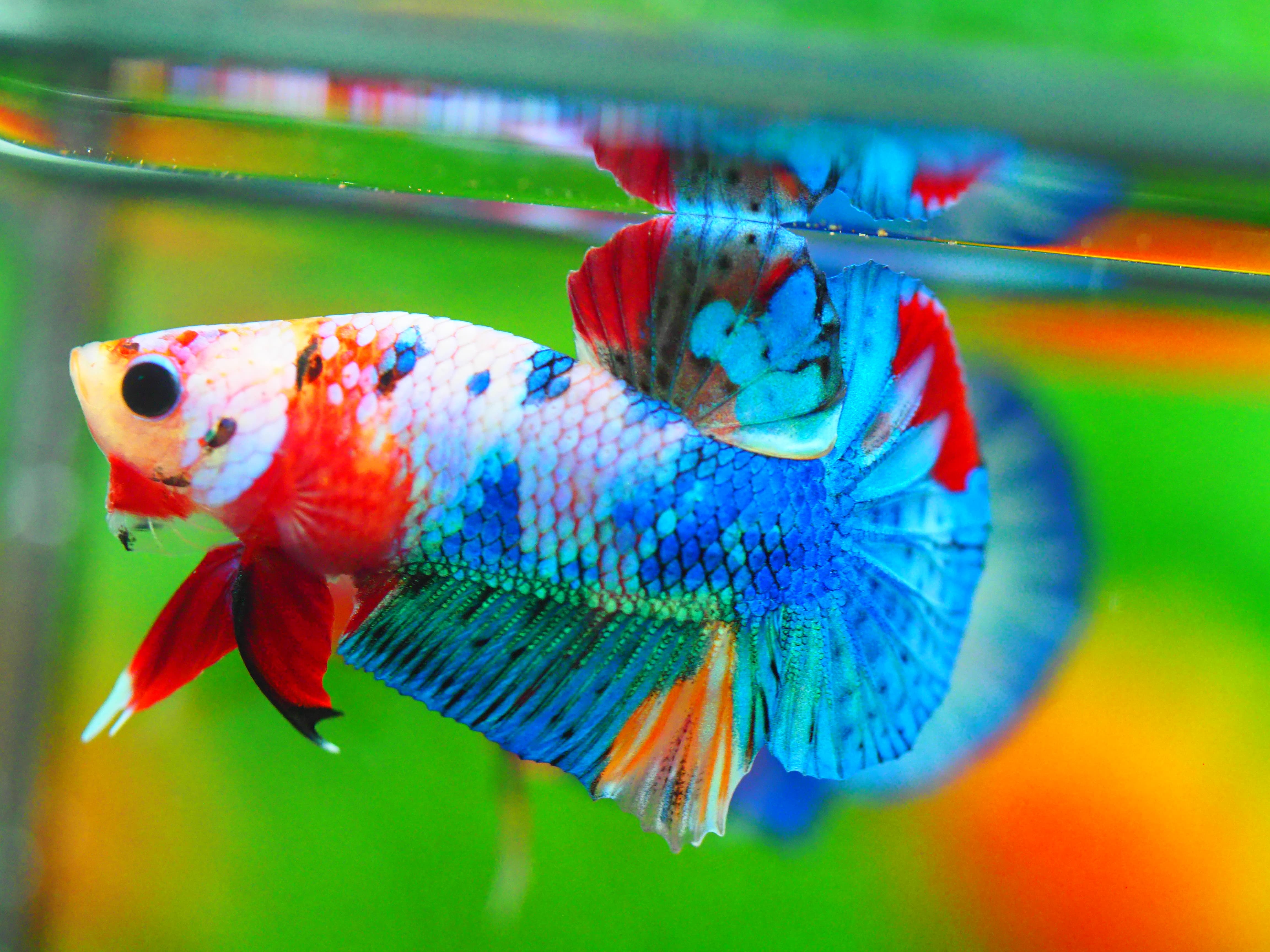 HMPK KOI FANCY MALE GRADE A +++