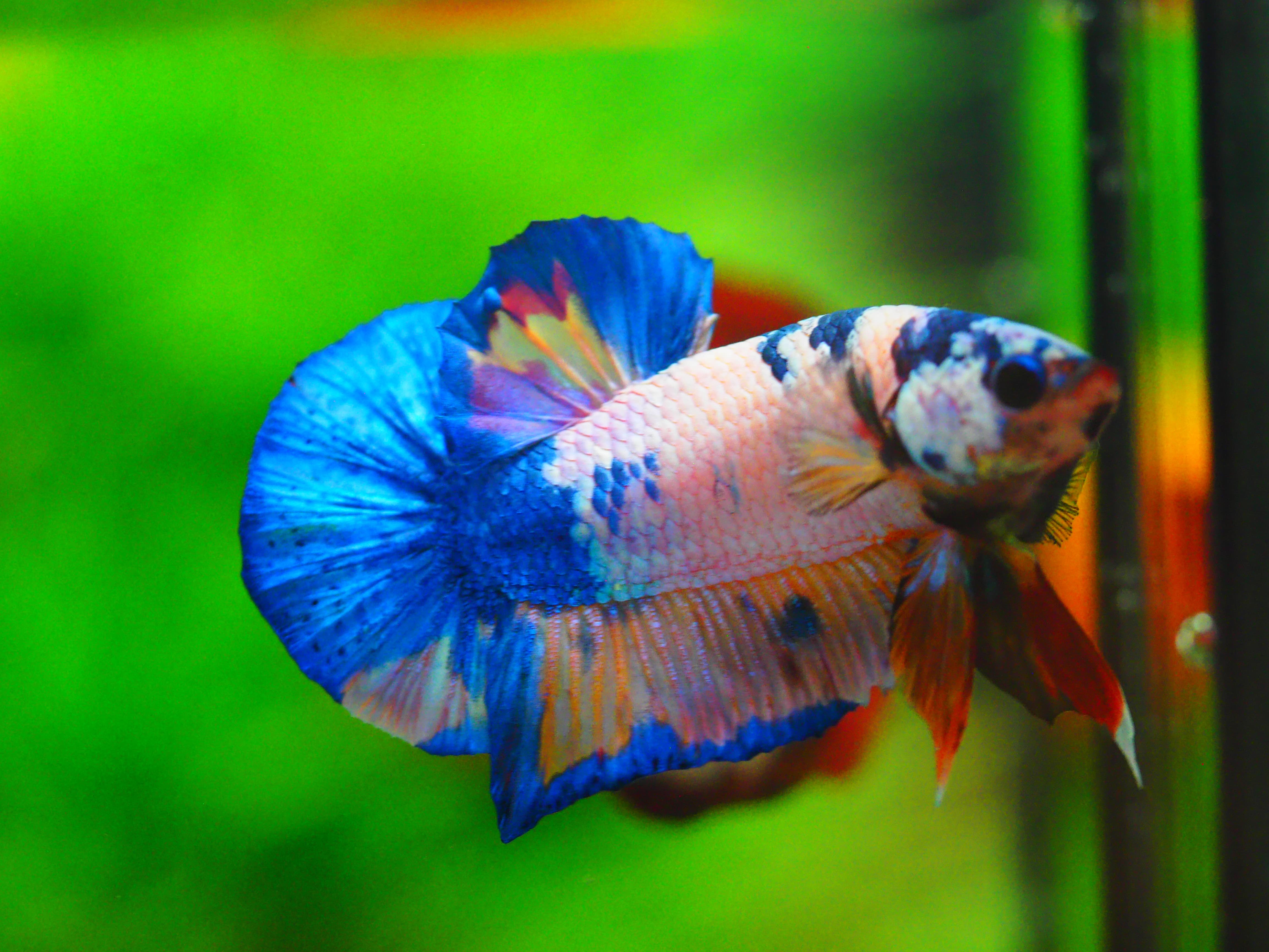 HMPK KOI FANCY MALE GRADE A +++
