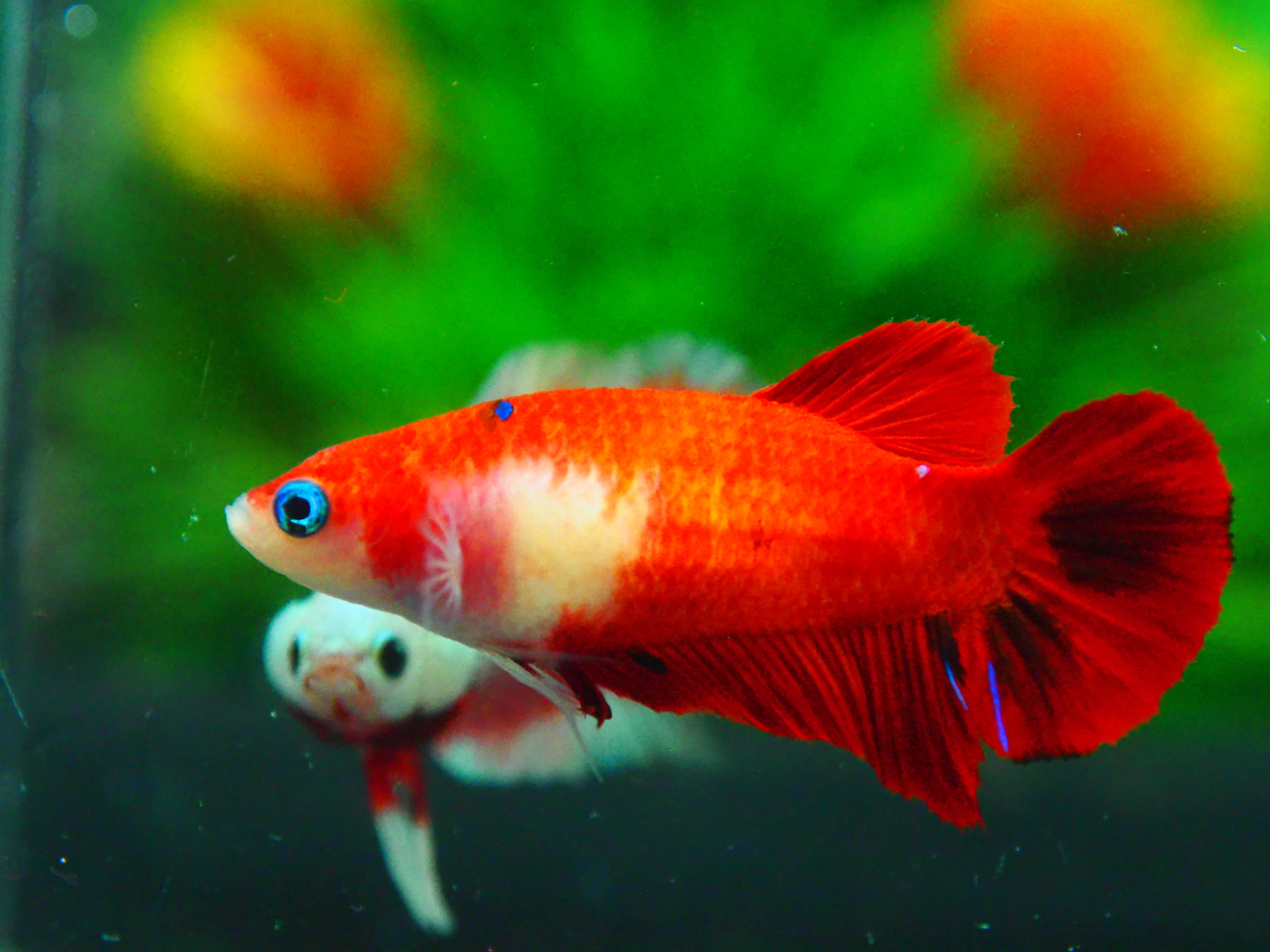 HMPK KOI FN MALE GRADE A +++