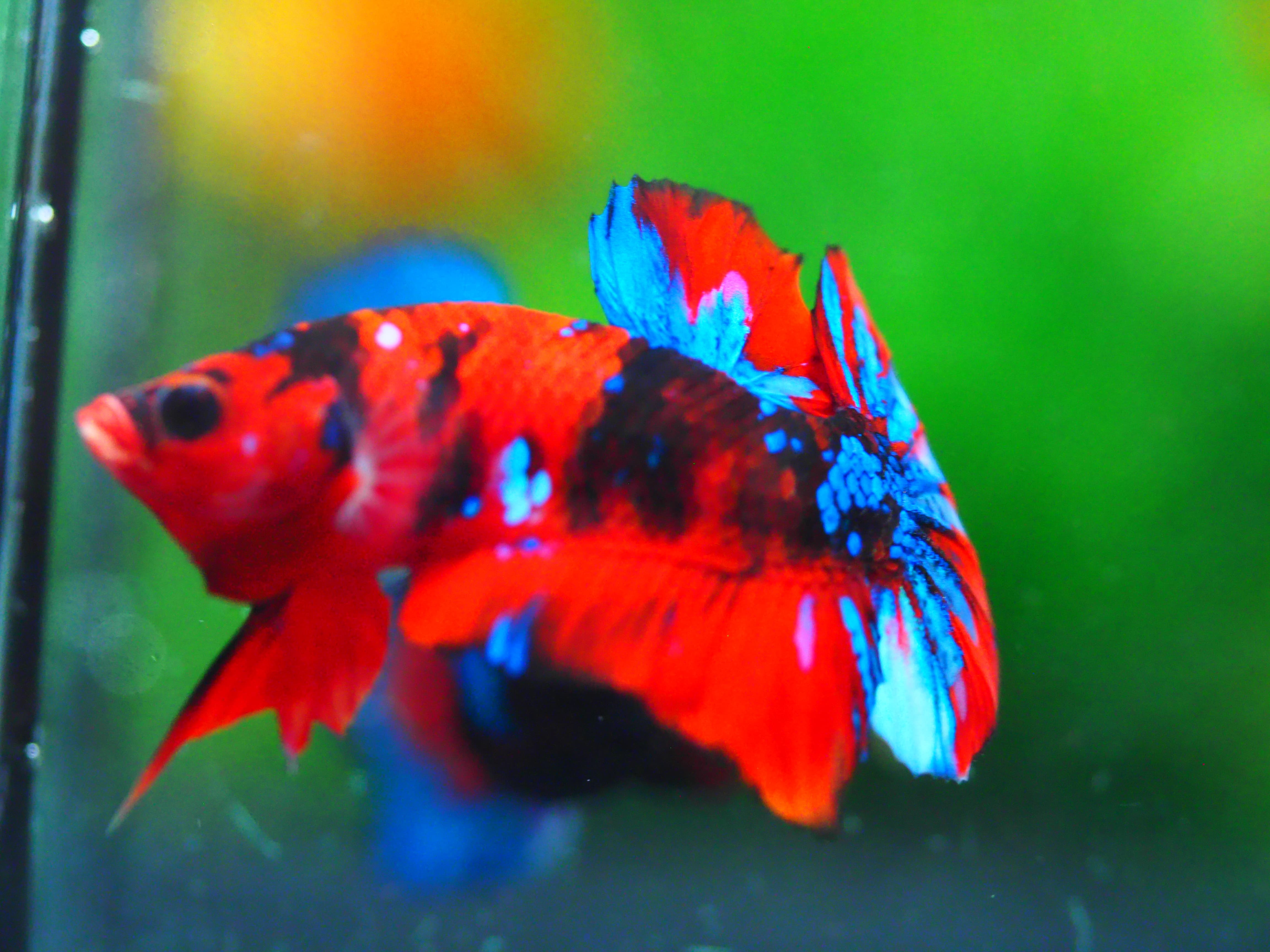 HMPK KOI GALAXY MALE GRADE A +++