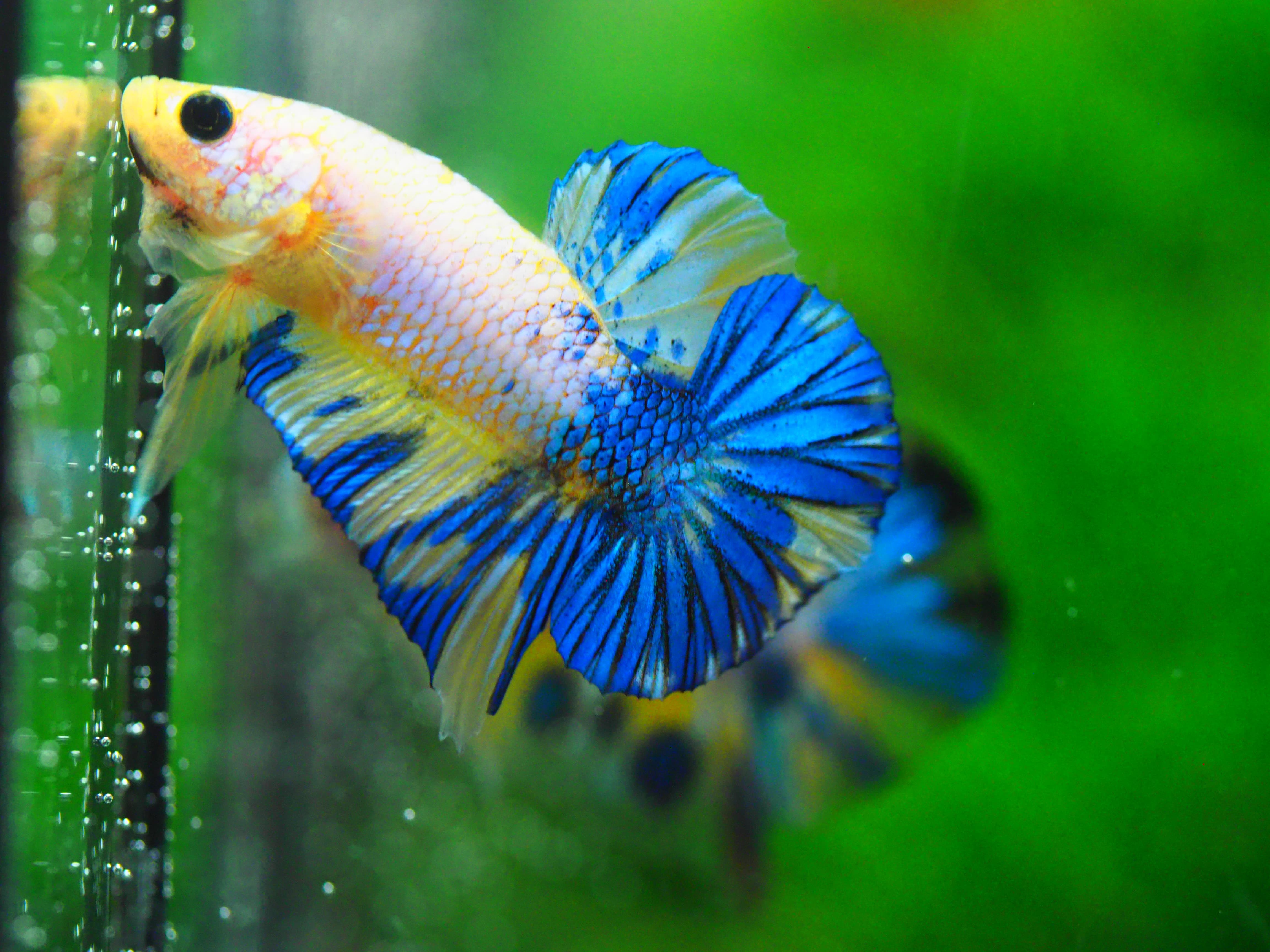 HMPK FANCY MALE GRADE A +++