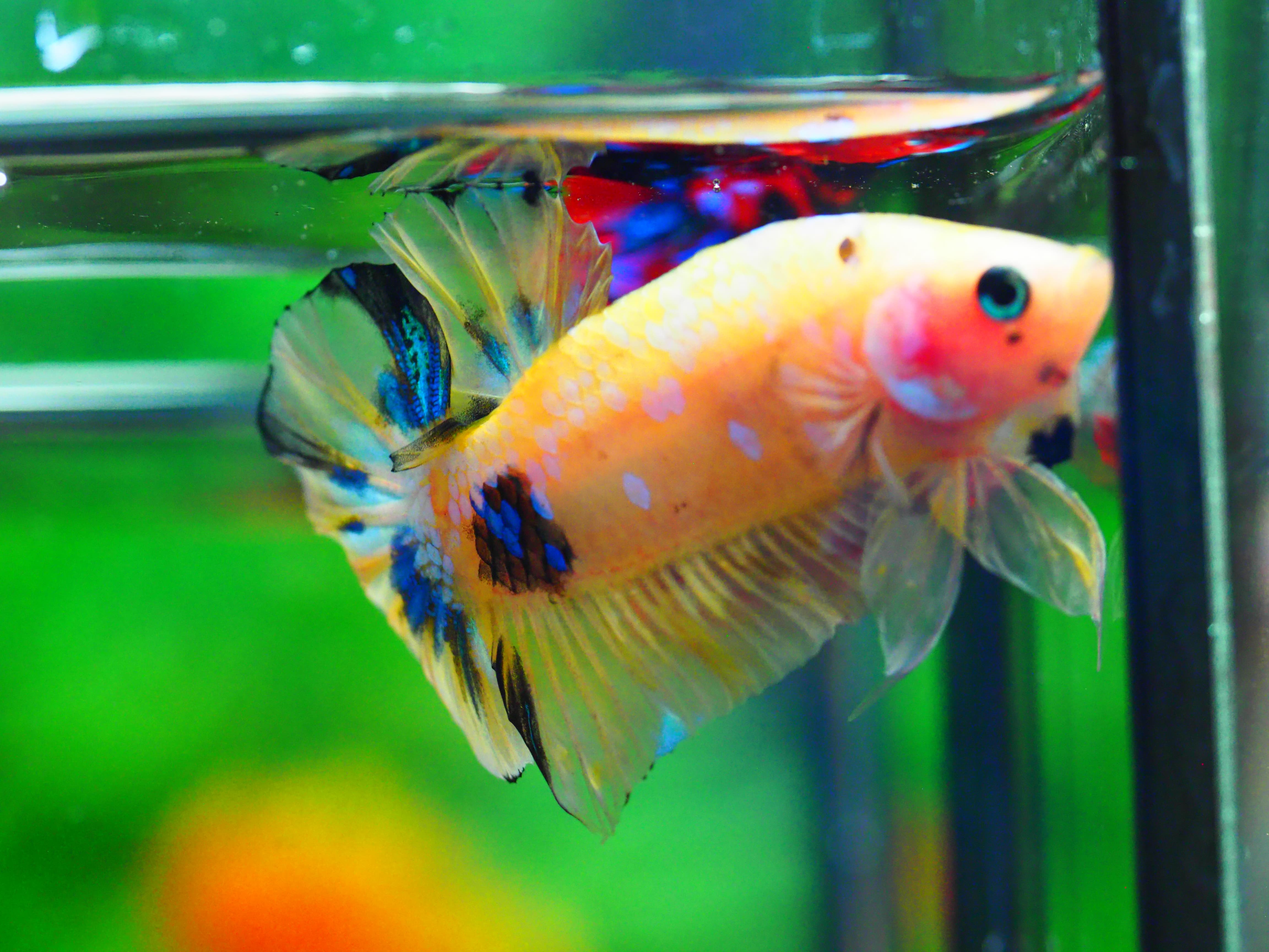 HMPK KOI YELLOW MALE GRADE A +++