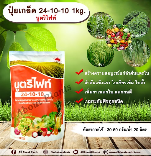 ปุ๋ยเกล็ด 24-10-10 1kg. นูตริไฟท์ เร่งต้น เร่งใบ พืชเจริญเติบโต ต้นสมบูรณ์ ใบเขียวเข้ม ใบตั้ง แตกใบ ใบเขียว ต้นโต แตกกอดี ถุง
