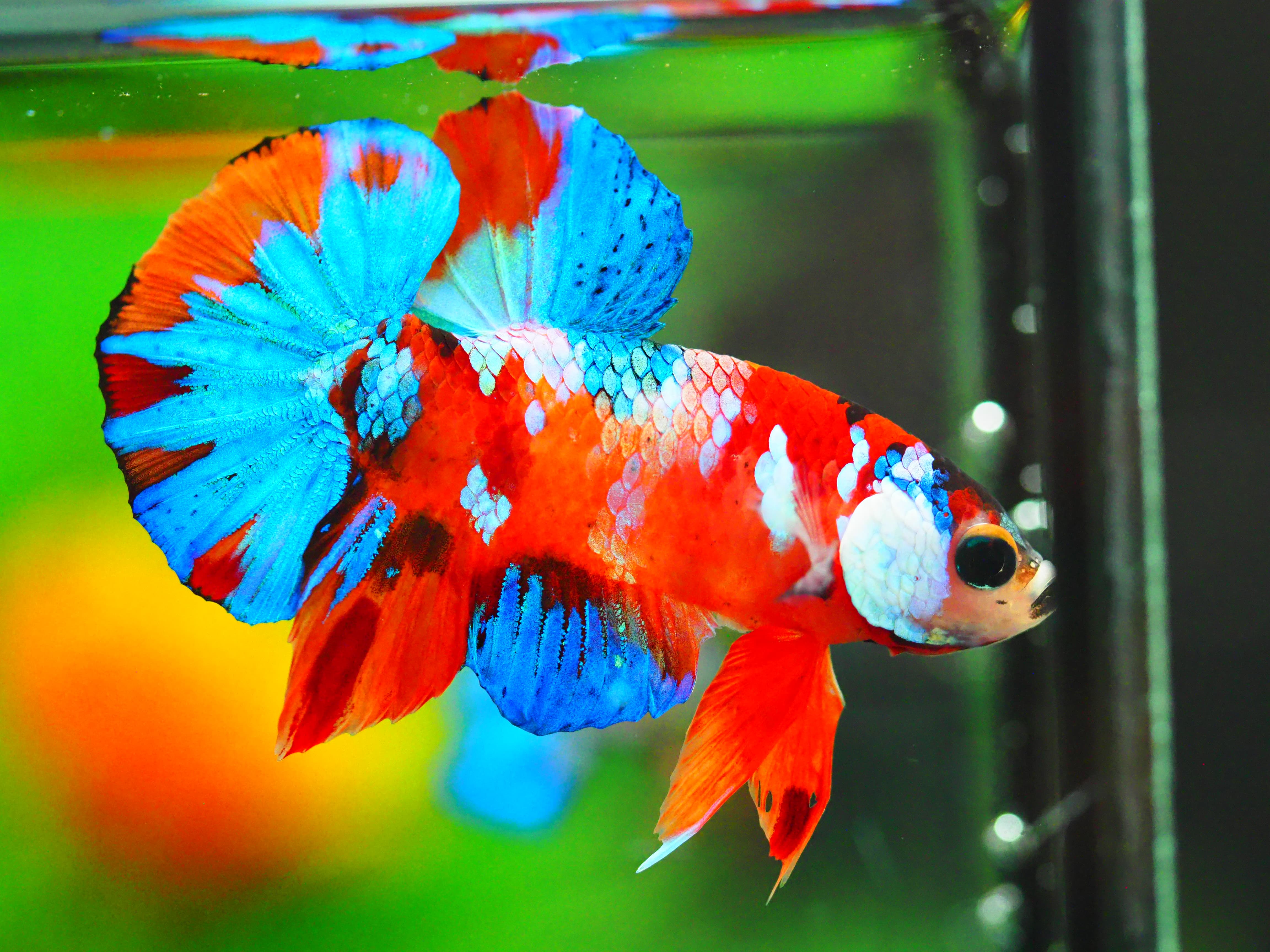 HMPK NEMO GALAXY MALE GRADE A +++