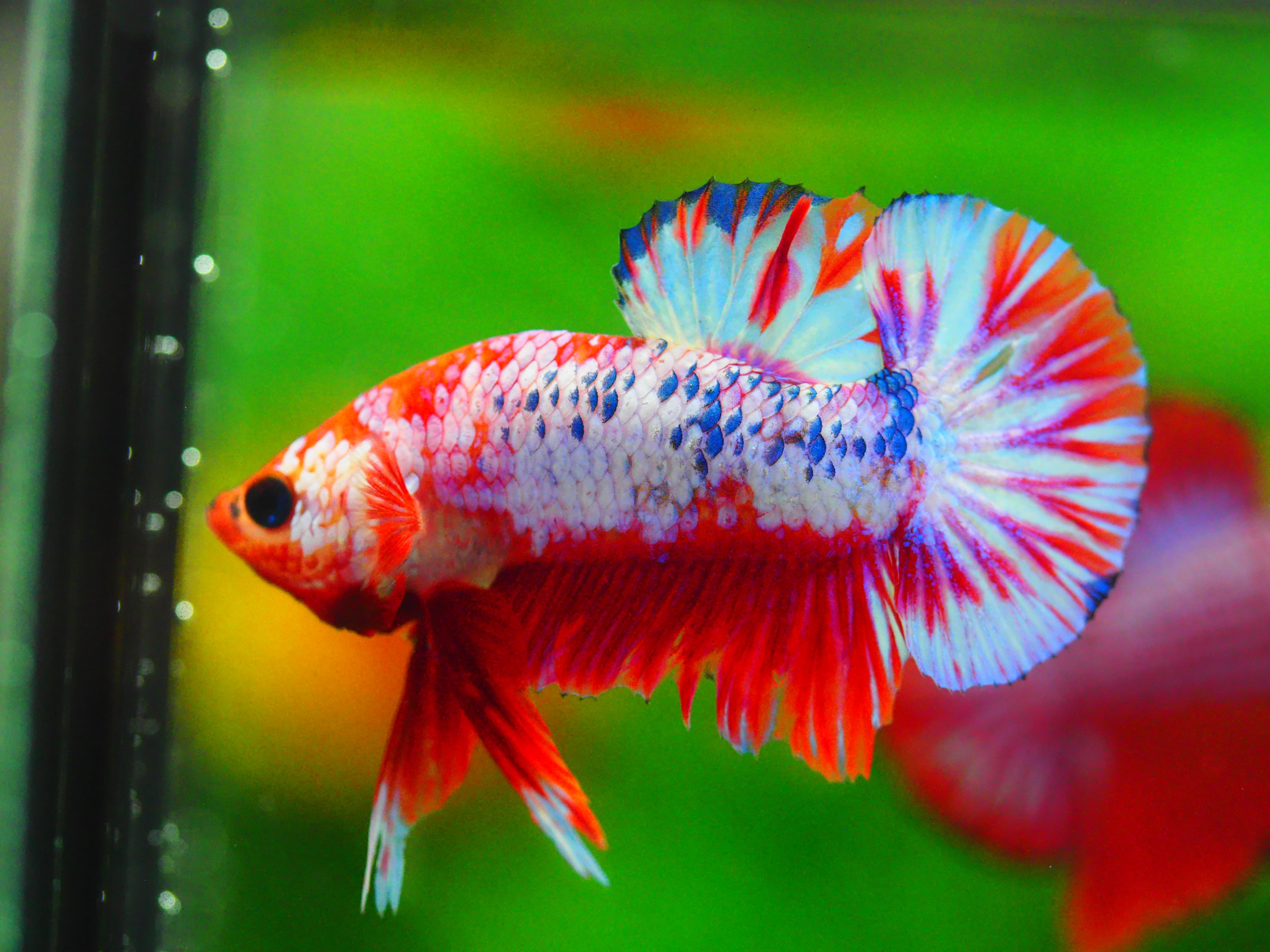 HMPK FANCY MALE GRADE A +++