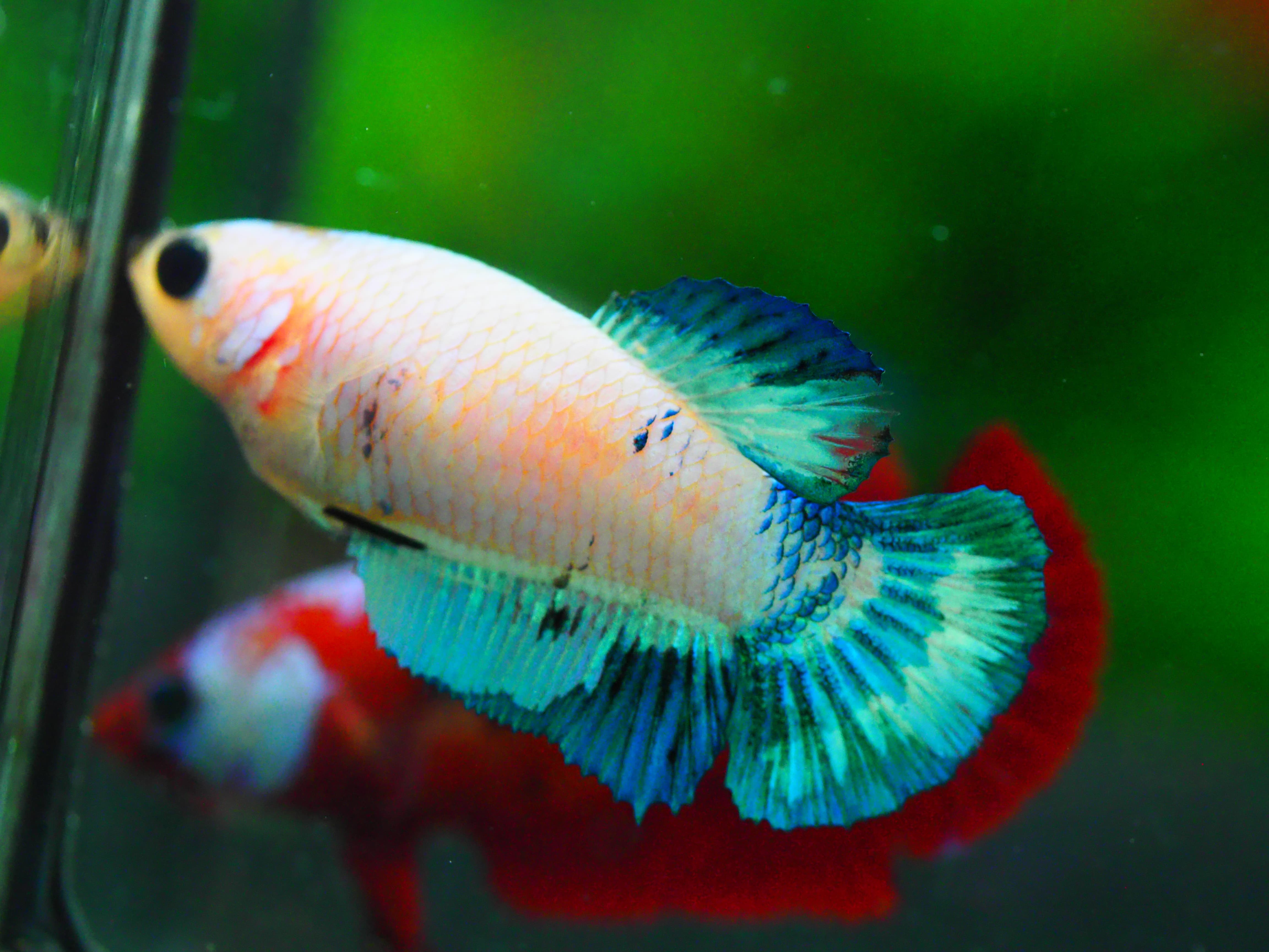 HMPK FANCY FNMALE GRADE A +++