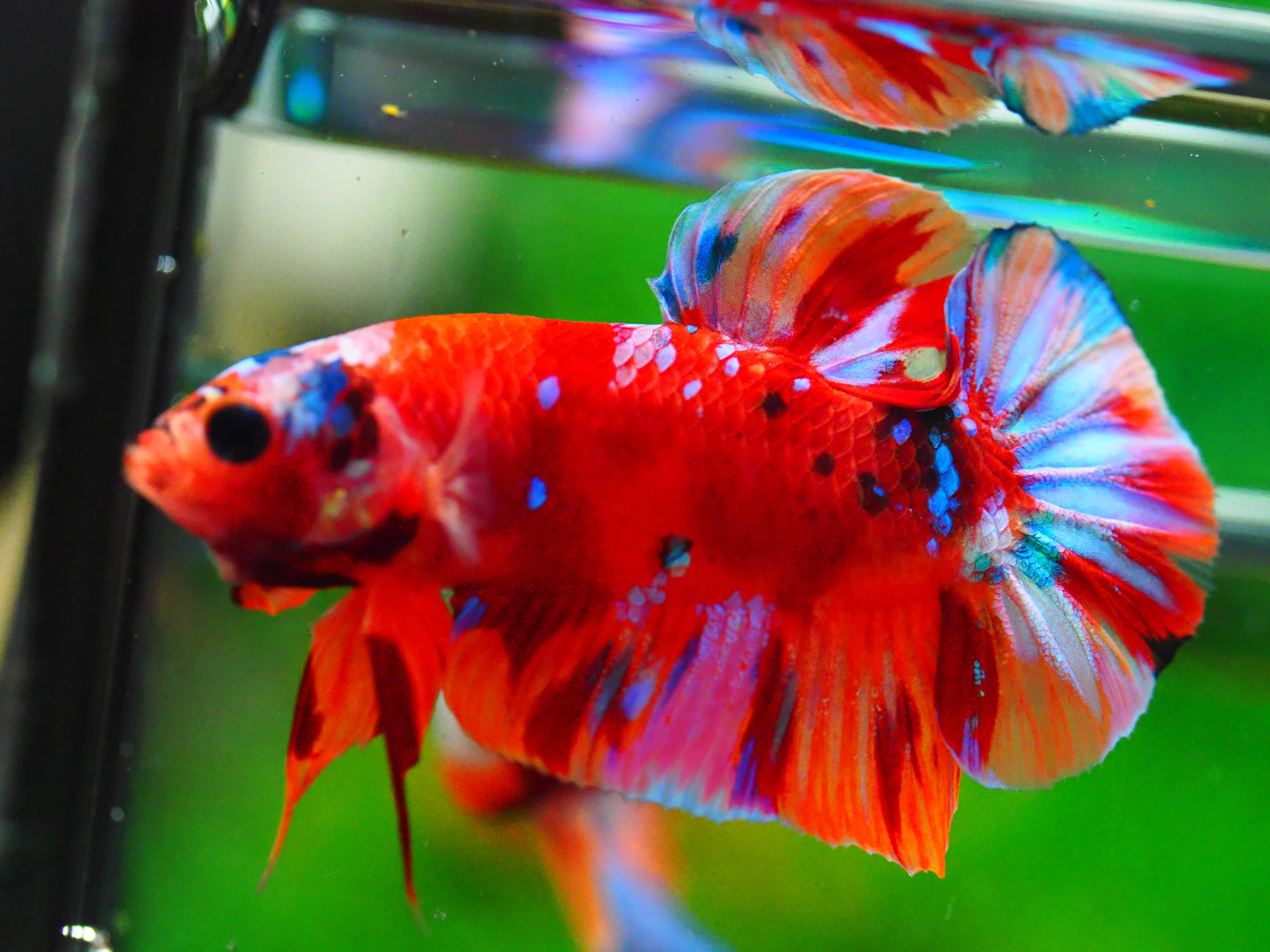 HMPK NONE GALAXY MALE GRADE A +++