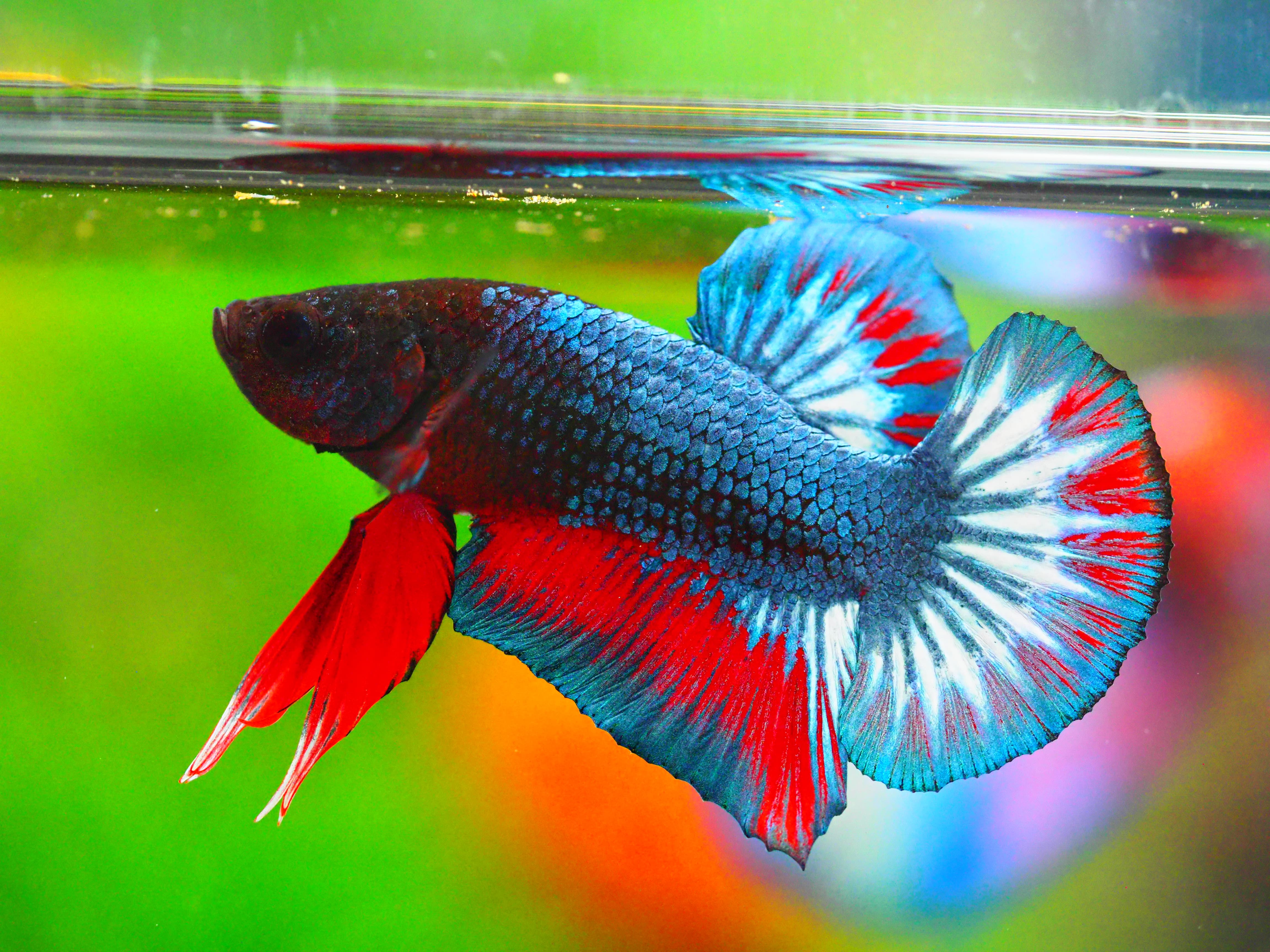 HMPK FANCY MALE GRADE A +++