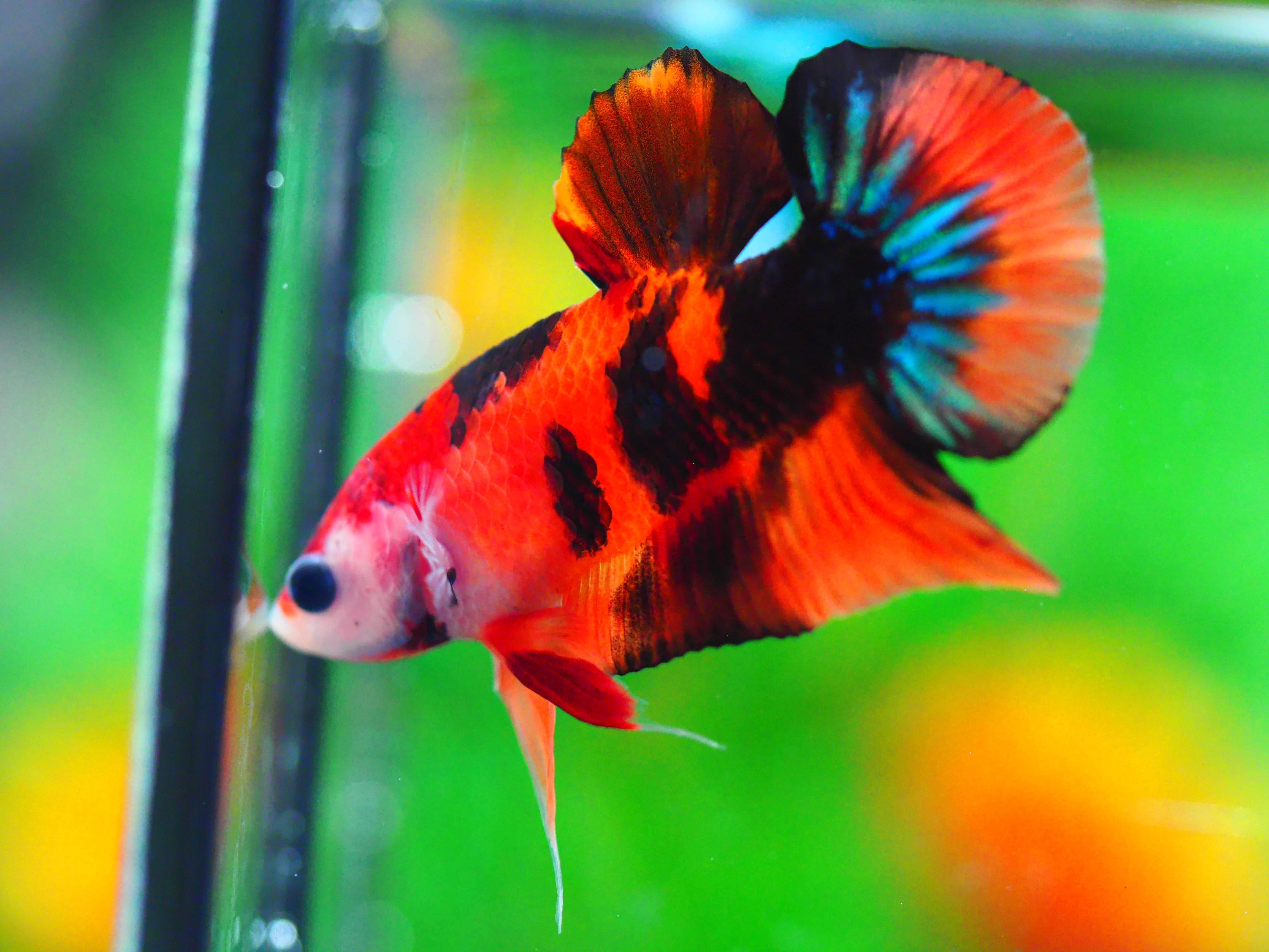 HMPK NEMO GALAXY MALE GRADE A +++