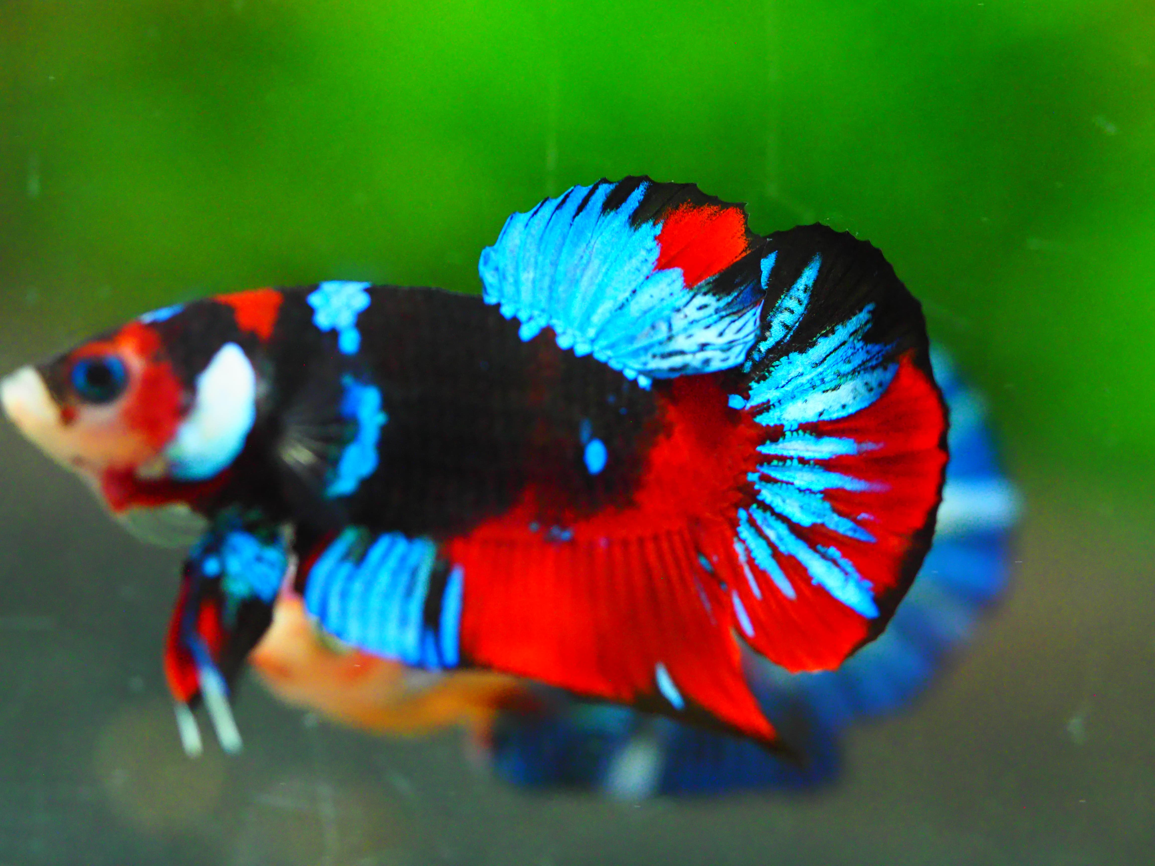 HMPK KOI GALAXY MALE GRADE A +++