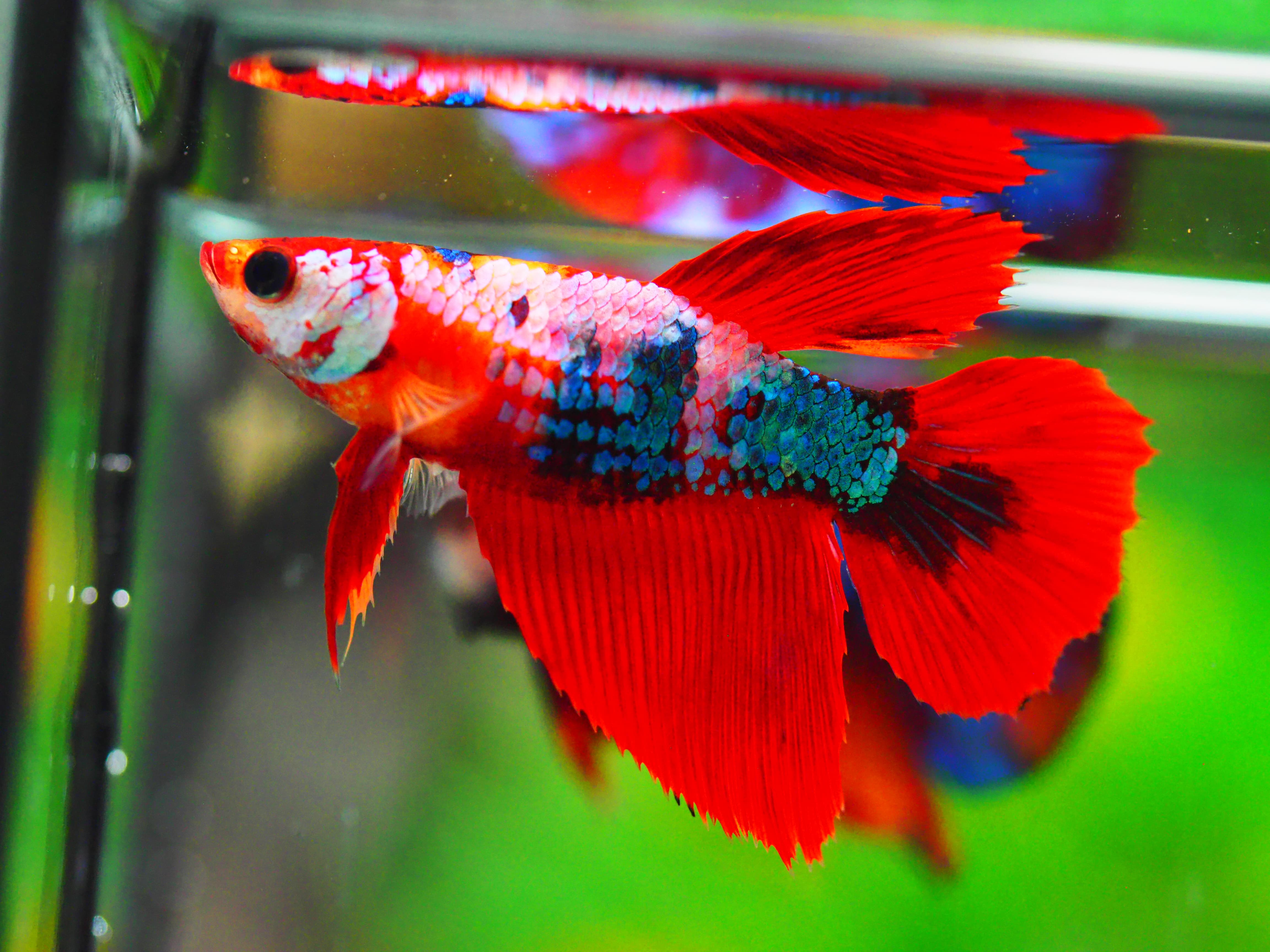 HM KOI GALAXY FNMALE GRADE A +++