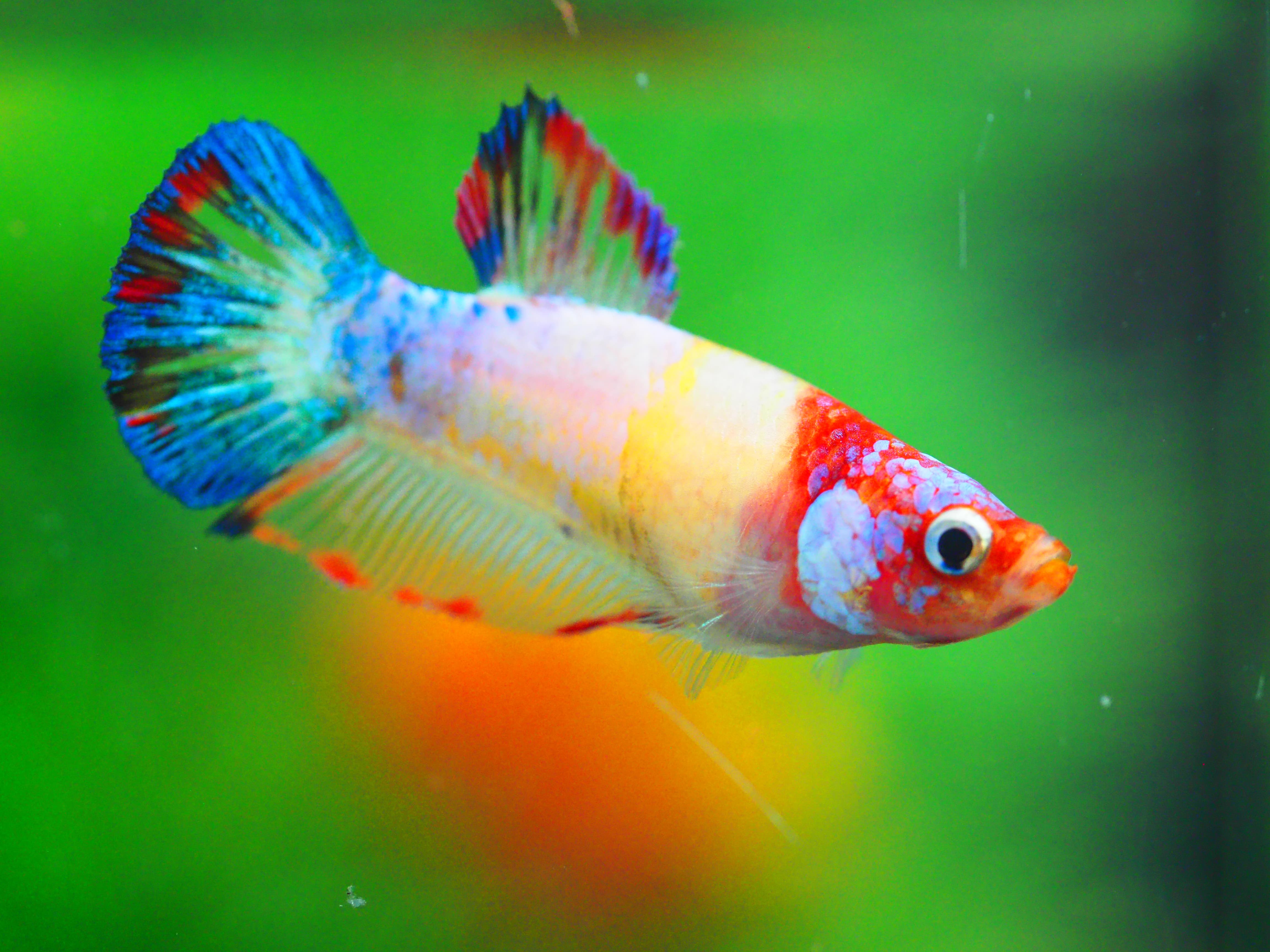 HMPK KOI GALAXY FNMALE GRADE A +++